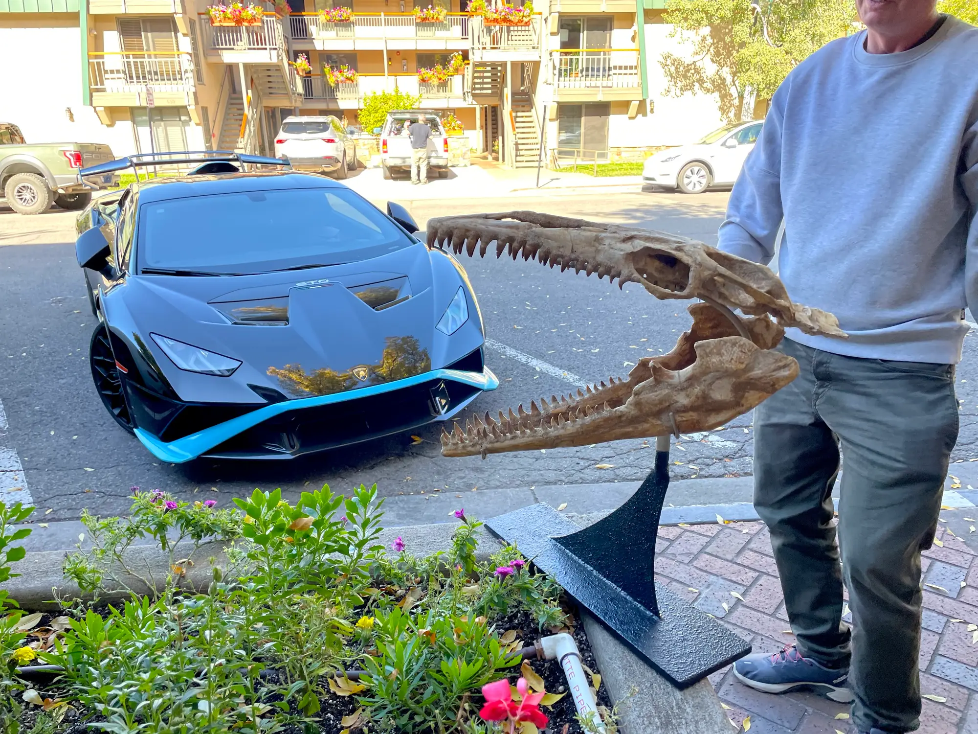 Mosasaur Skull Dinosaur Fossil 9