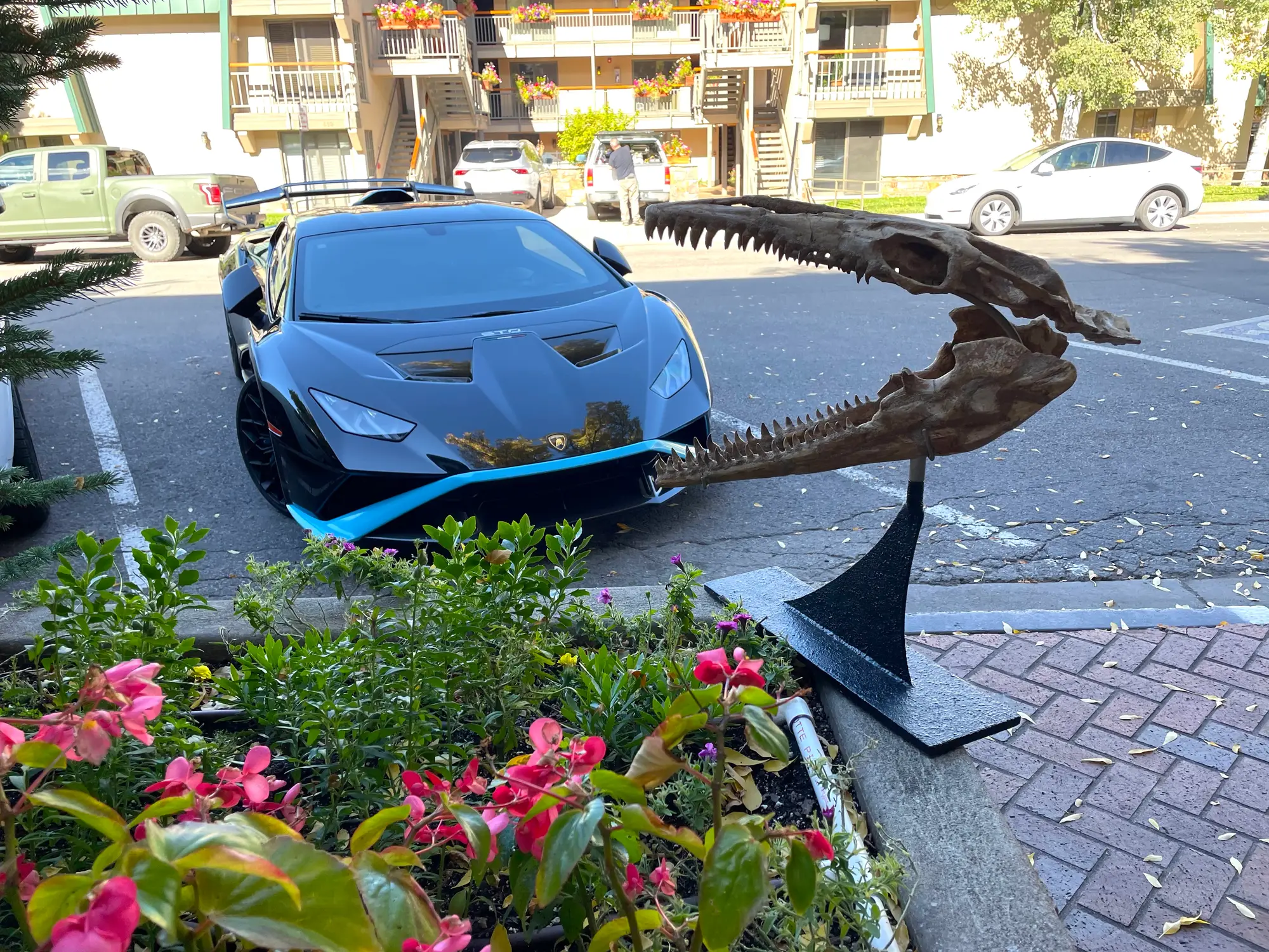 Mosasaur Skull Dinosaur Fossil 3