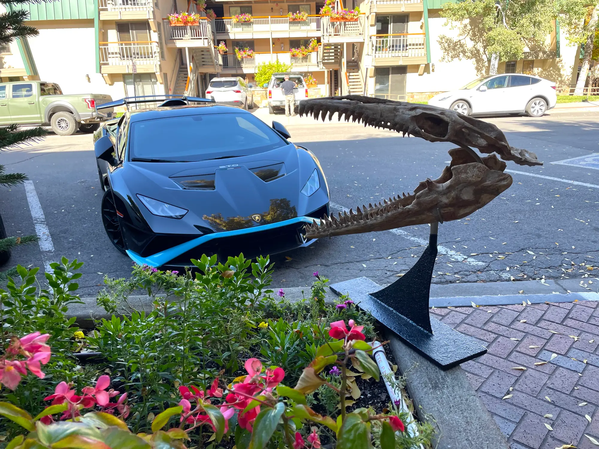 Mosasaur Skull Dinosaur Fossil 2