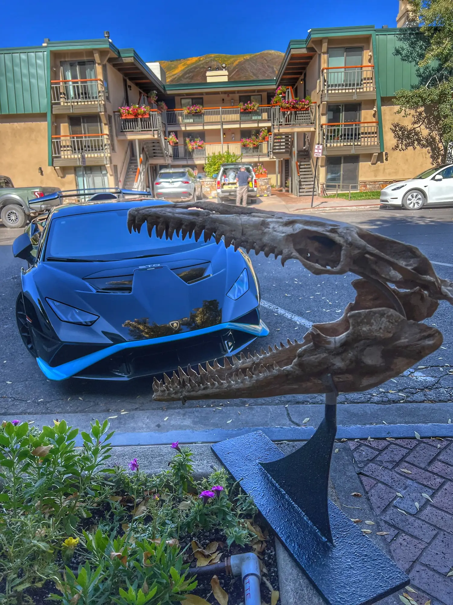 Mosasaur Skull Dinosaur Fossil 4