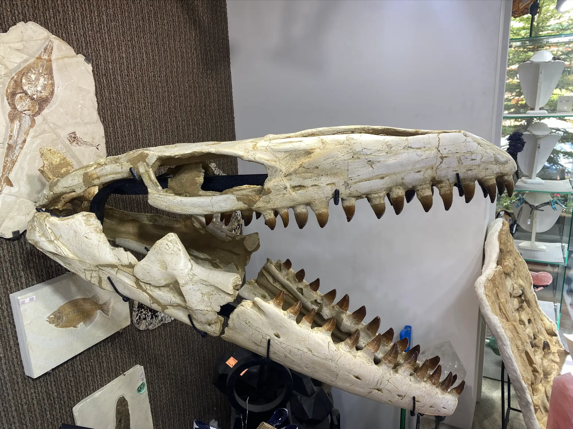 Mosasaur Skull Large