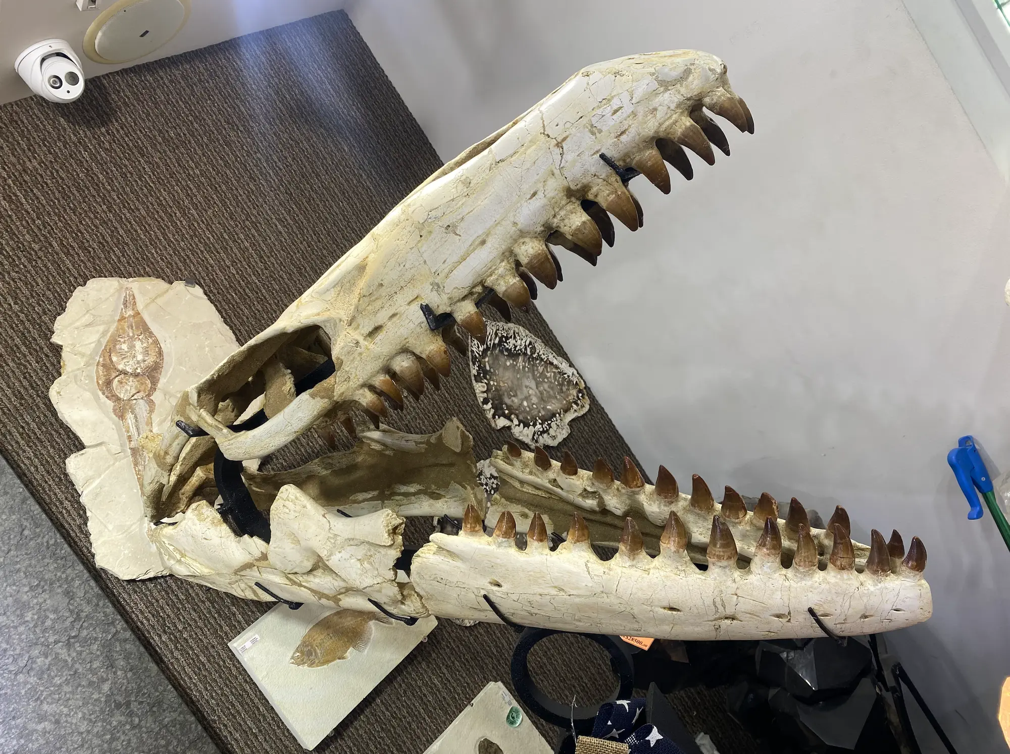Mosasaur Skull Large 2