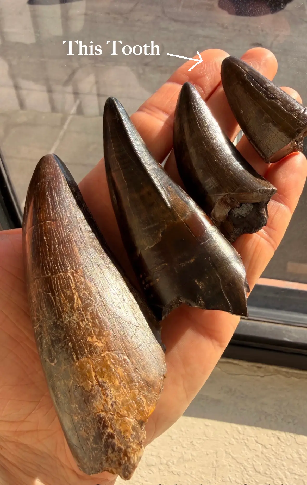 Authentic T-Rex Tooth *Pete Larson* Unrestored!  10