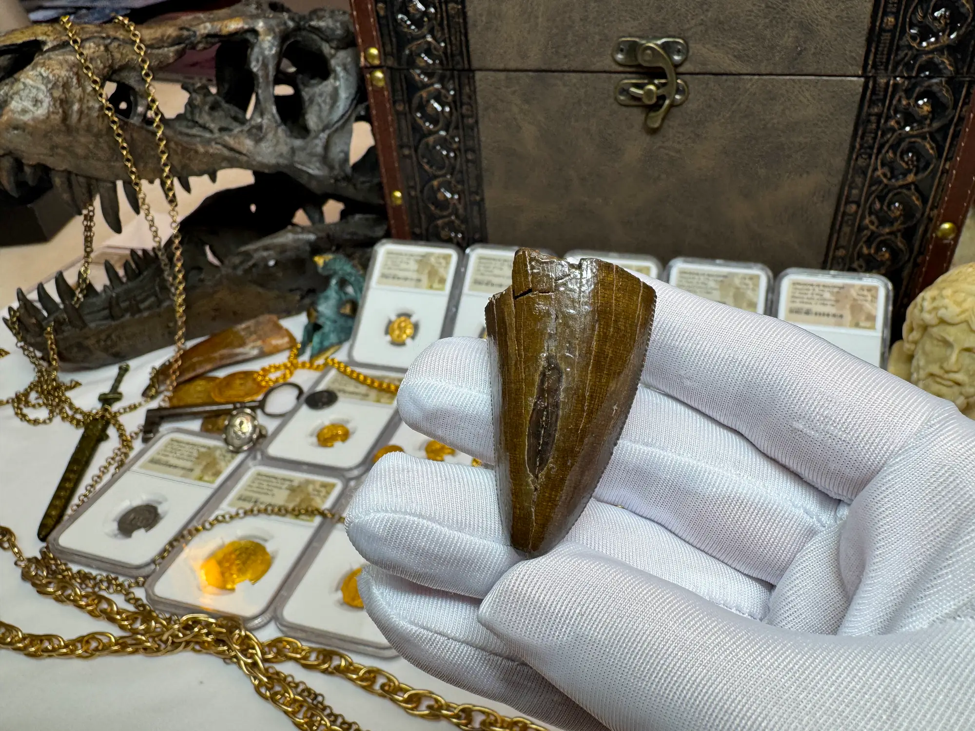 Authentic T-Rex Tooth *Pete Larson* Unrestored!  5