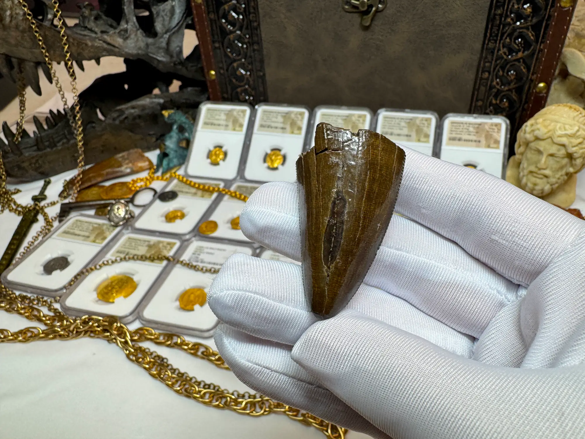 Authentic T-Rex Tooth *Pete Larson* Unrestored!  6