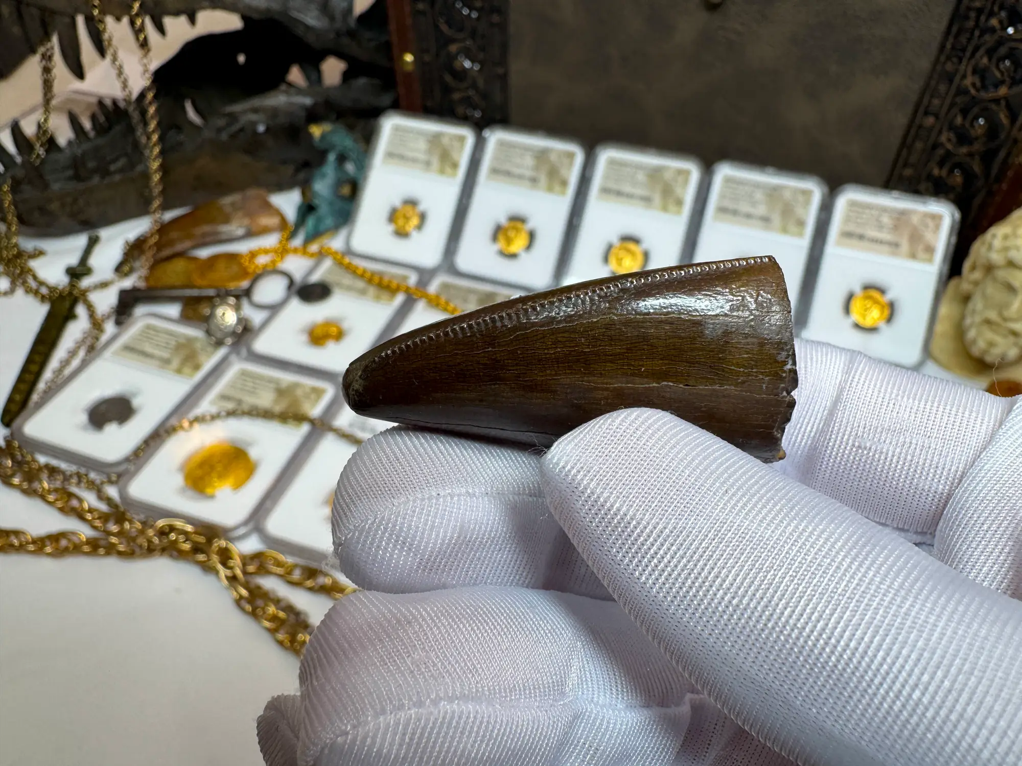 Authentic T-Rex Tooth *Pete Larson* Unrestored!  7