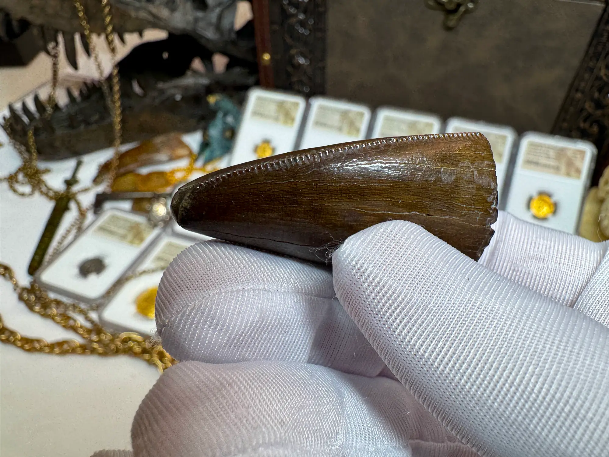 Authentic T-Rex Tooth *Pete Larson* Unrestored!  8