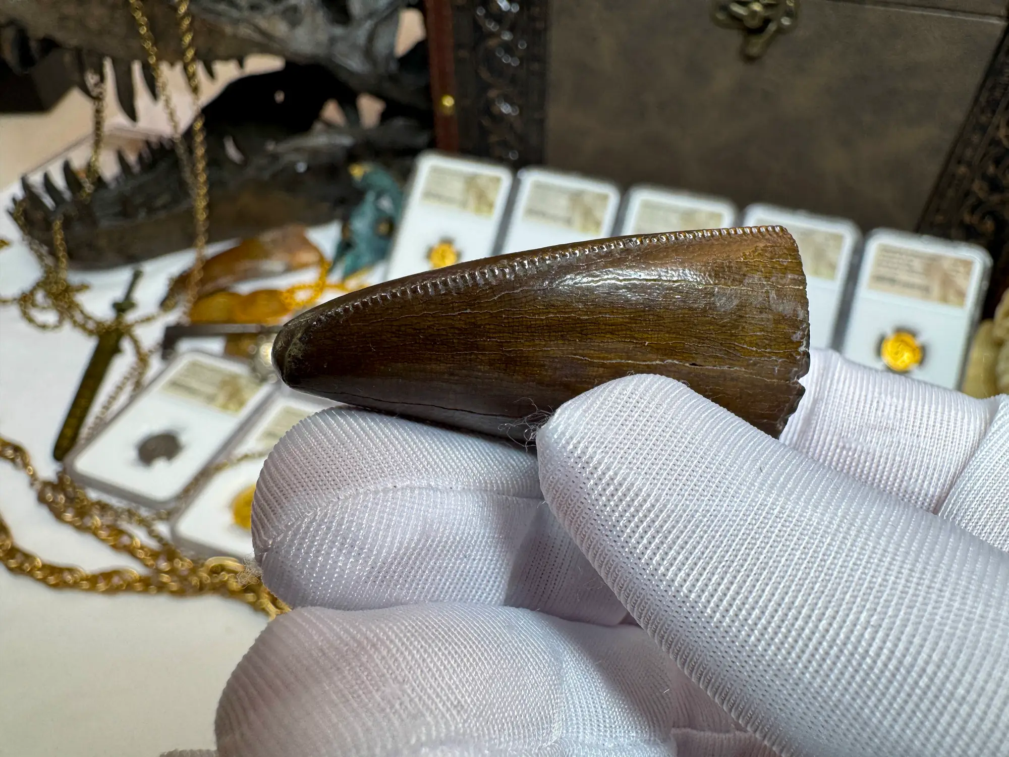 Authentic T-Rex Tooth *Pete Larson* Unrestored!  9