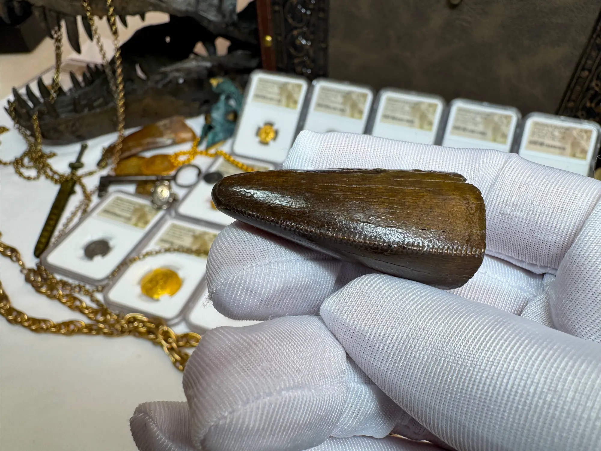 Authentic T-Rex Tooth *Pete Larson* Unrestored!  11