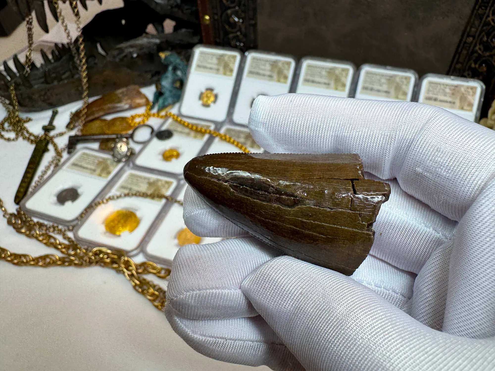 Authentic T-Rex Tooth *Pete Larson* Unrestored!  12