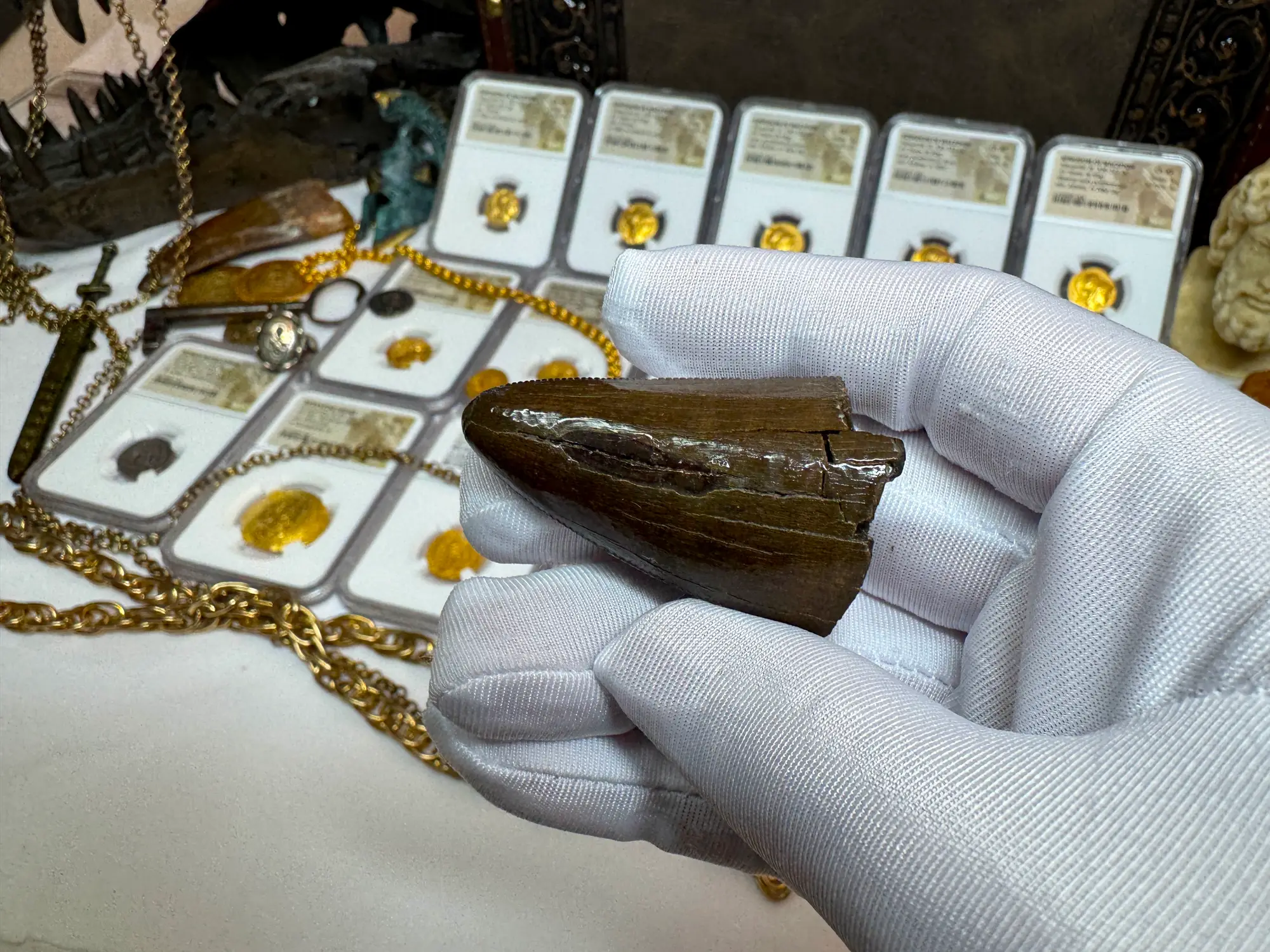 Authentic T-Rex Tooth *Pete Larson* Unrestored!  13