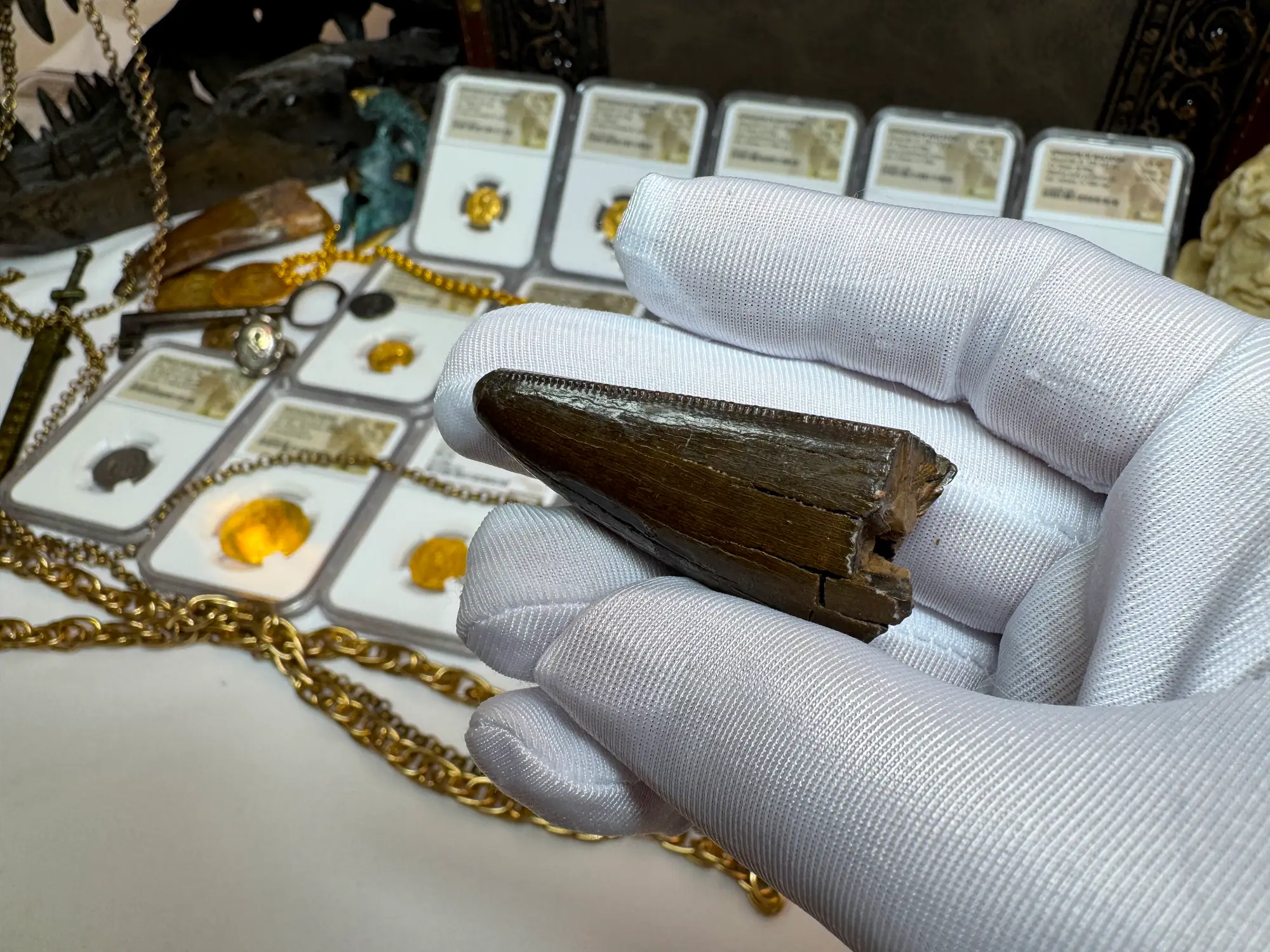 Authentic T-Rex Tooth *Pete Larson* Unrestored!  14