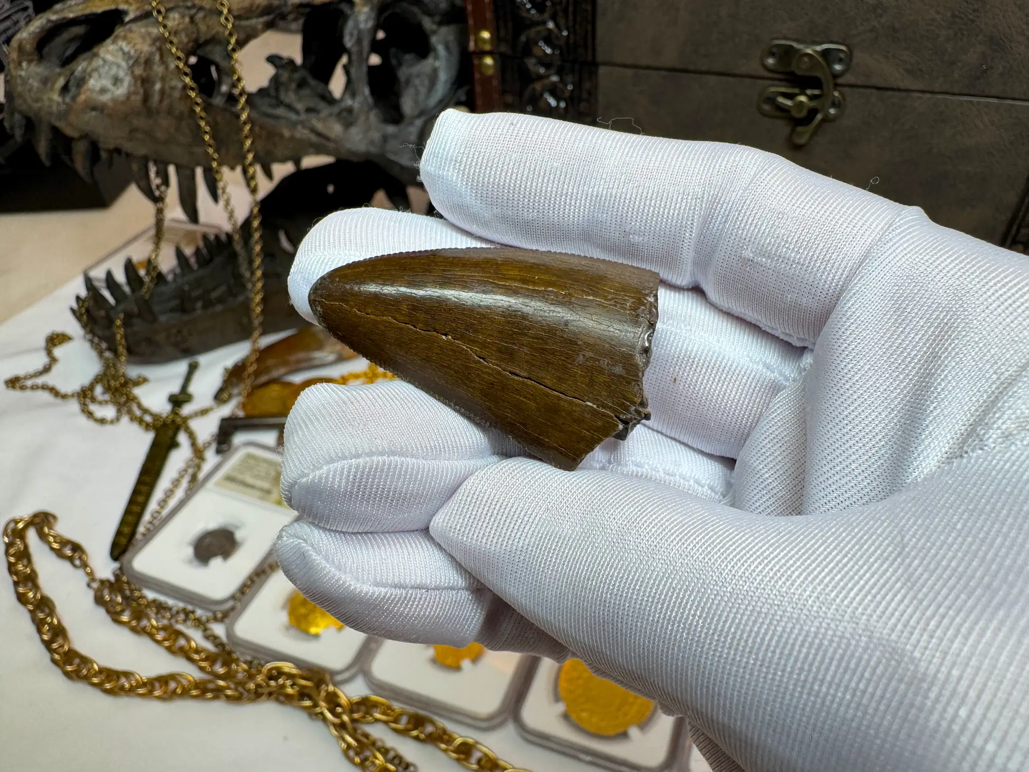 Authentic T-Rex Tooth *Pete Larson* Unrestored!  15