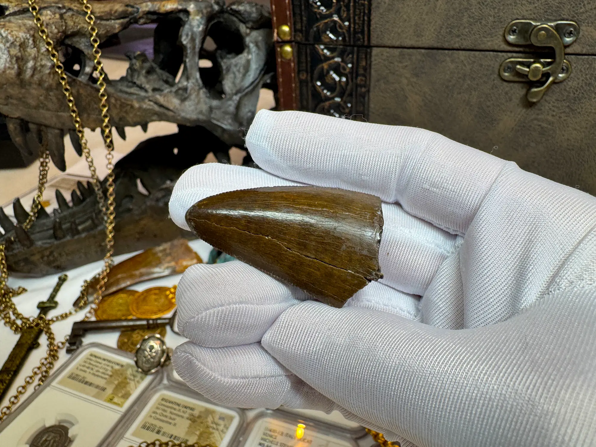 Authentic T-Rex Tooth *Pete Larson* Unrestored!  16