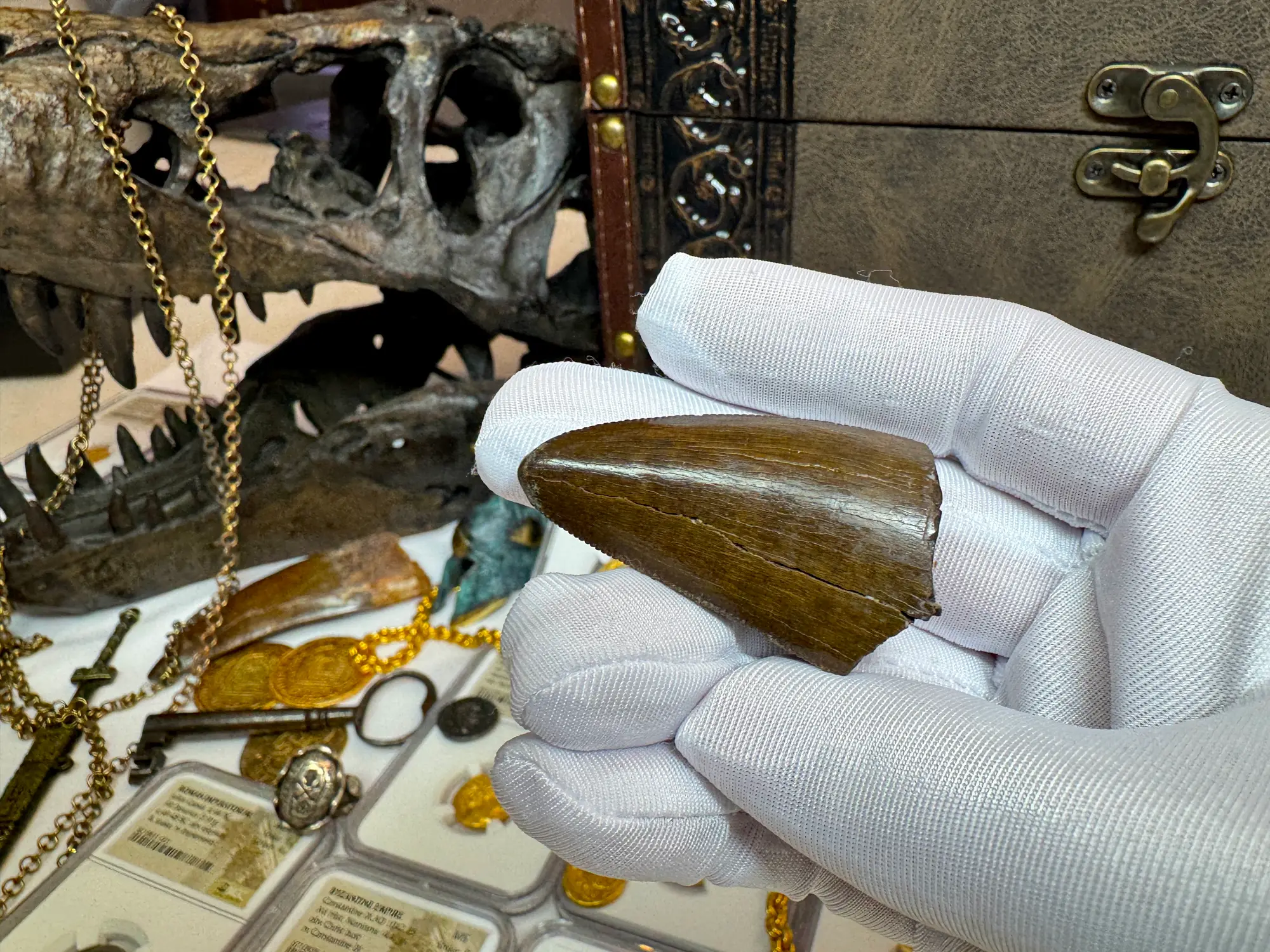 Authentic T-Rex Tooth *Pete Larson* Unrestored!  17