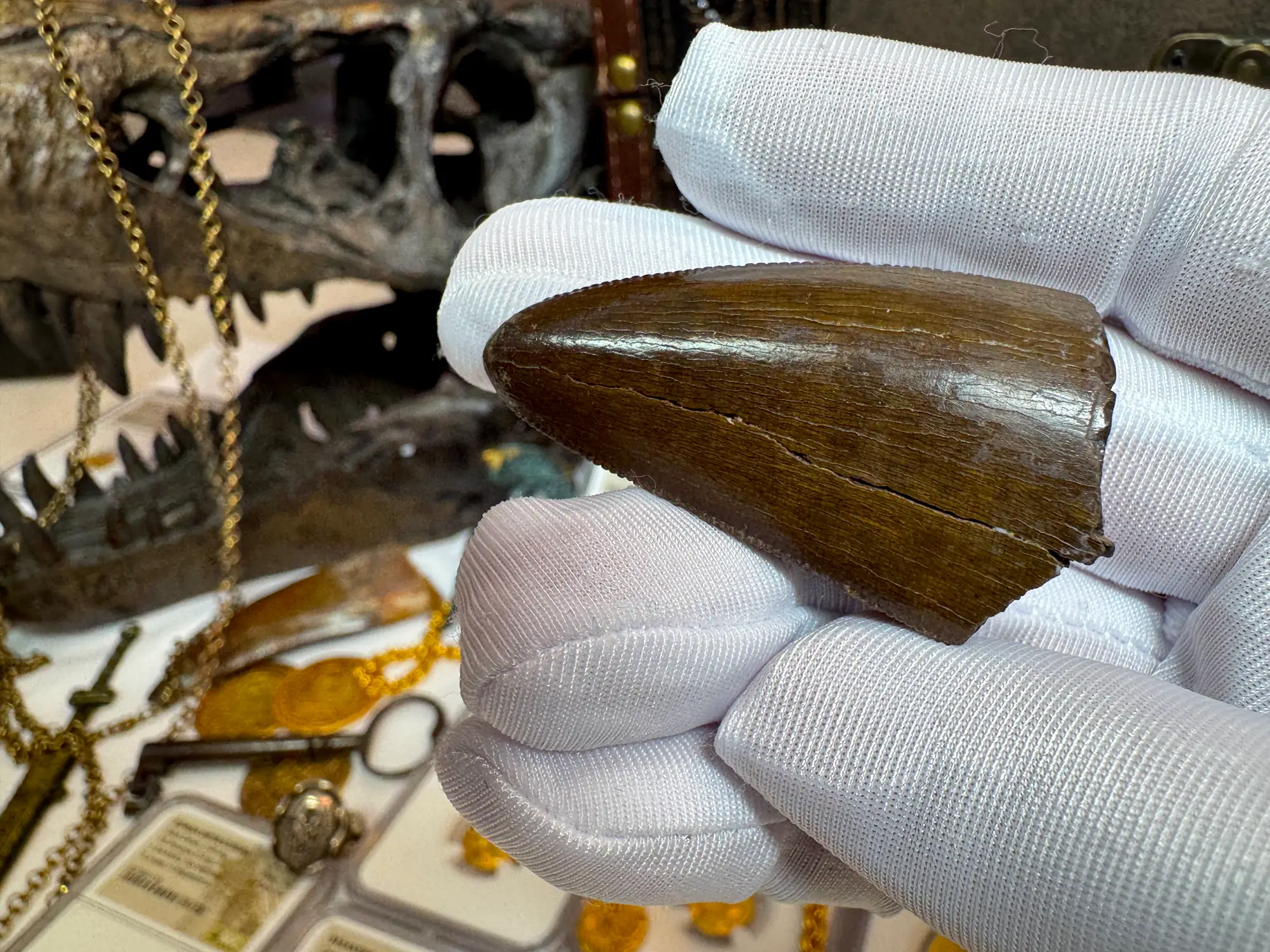 Authentic T-Rex Tooth *Pete Larson* Unrestored!  4