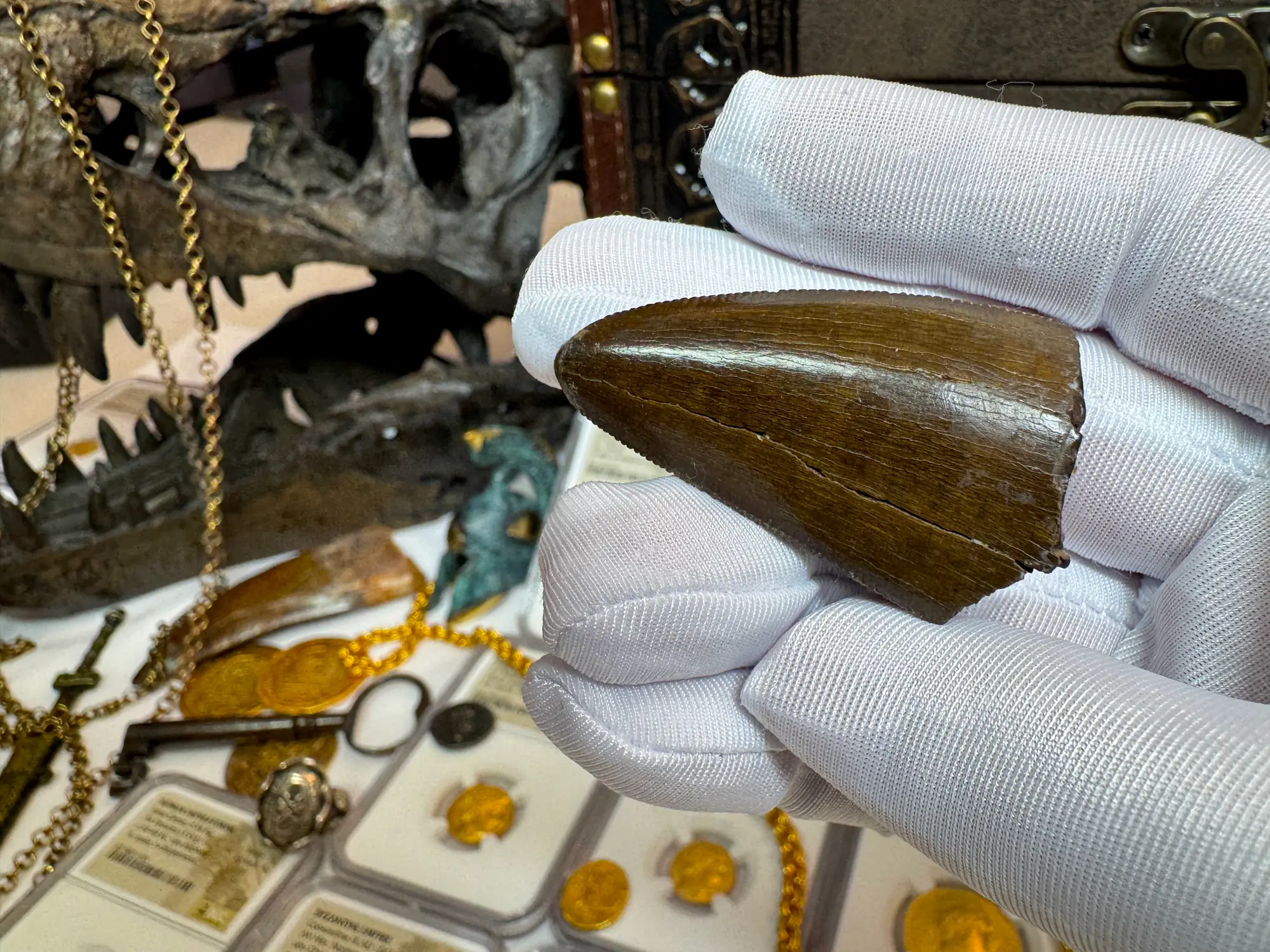 Authentic T-Rex Tooth *Pete Larson* Unrestored!  18