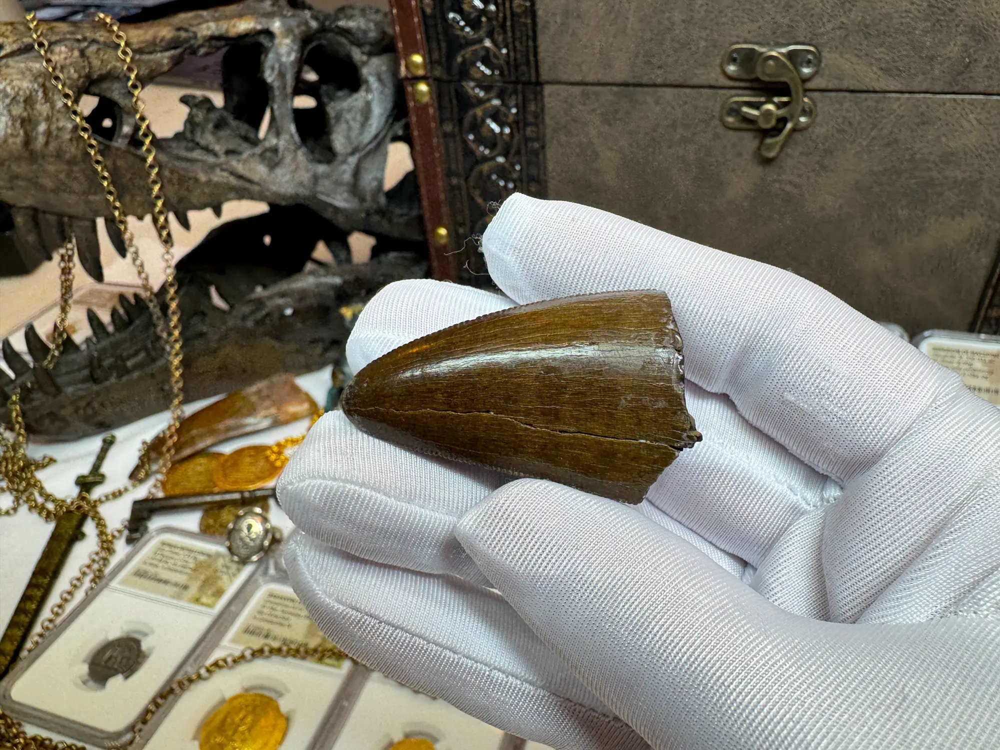 Authentic T-Rex Tooth *Pete Larson* Unrestored!  20