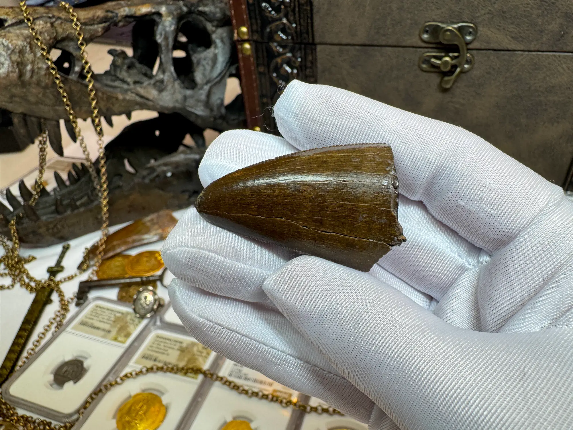 Authentic T-Rex Tooth *Pete Larson* Unrestored!  21