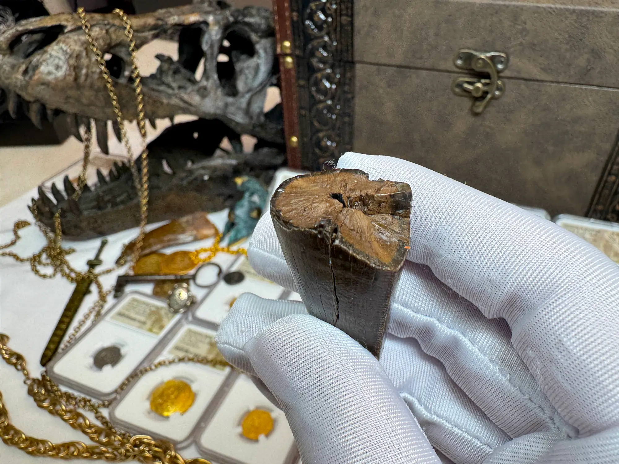 Authentic T-Rex Tooth *Pete Larson* Unrestored!  23