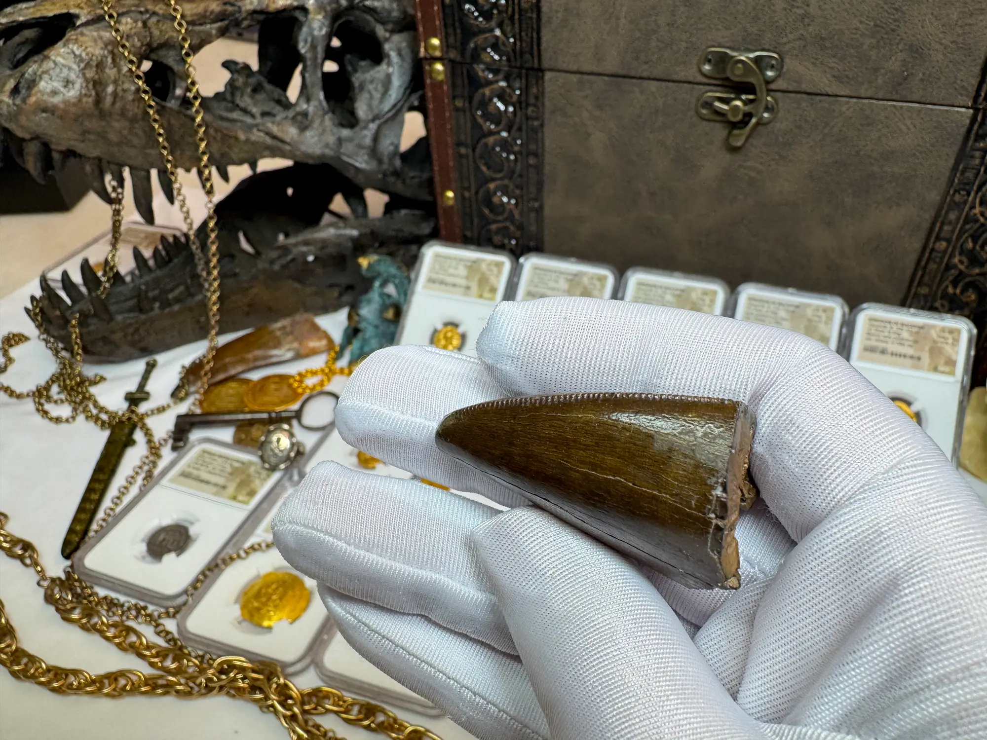 Authentic T-Rex Tooth *Pete Larson* Unrestored!  24