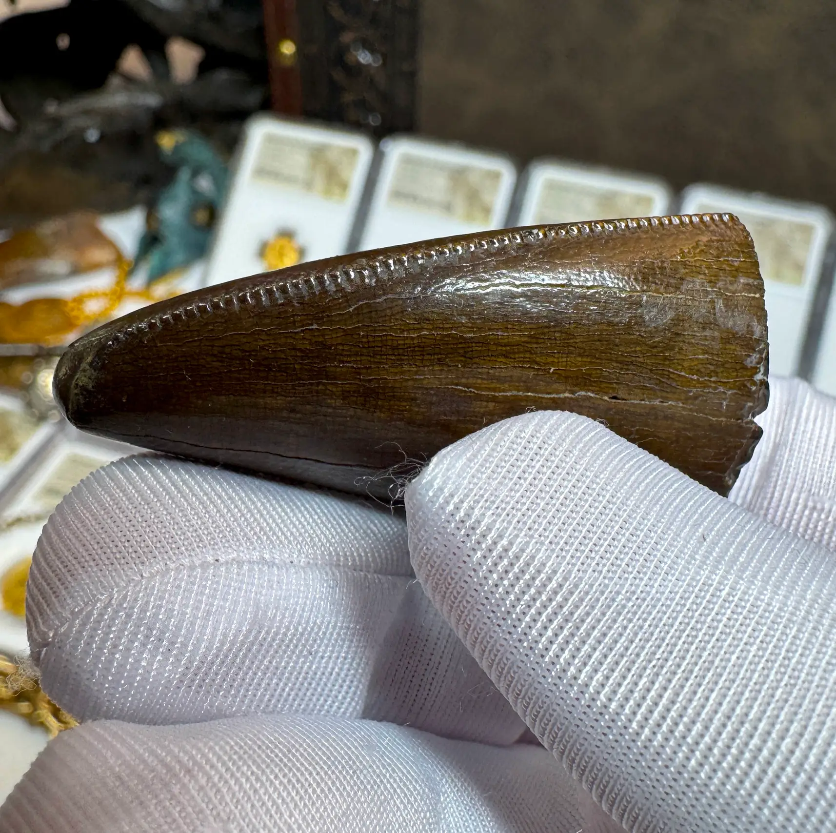 Authentic T-Rex Tooth *Pete Larson* Unrestored! 