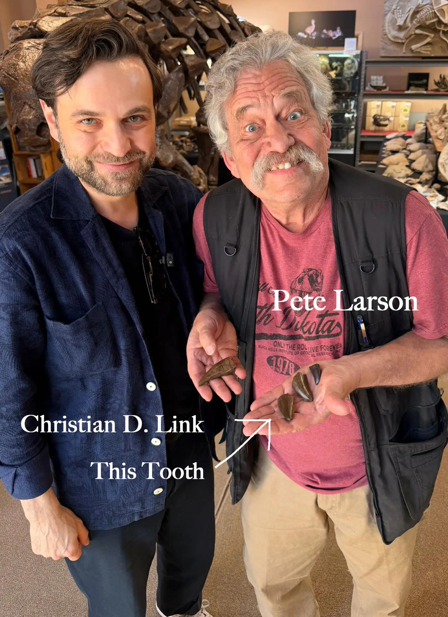 Authentic T-Rex Tooth *Pete Larson* Unrestored!  3