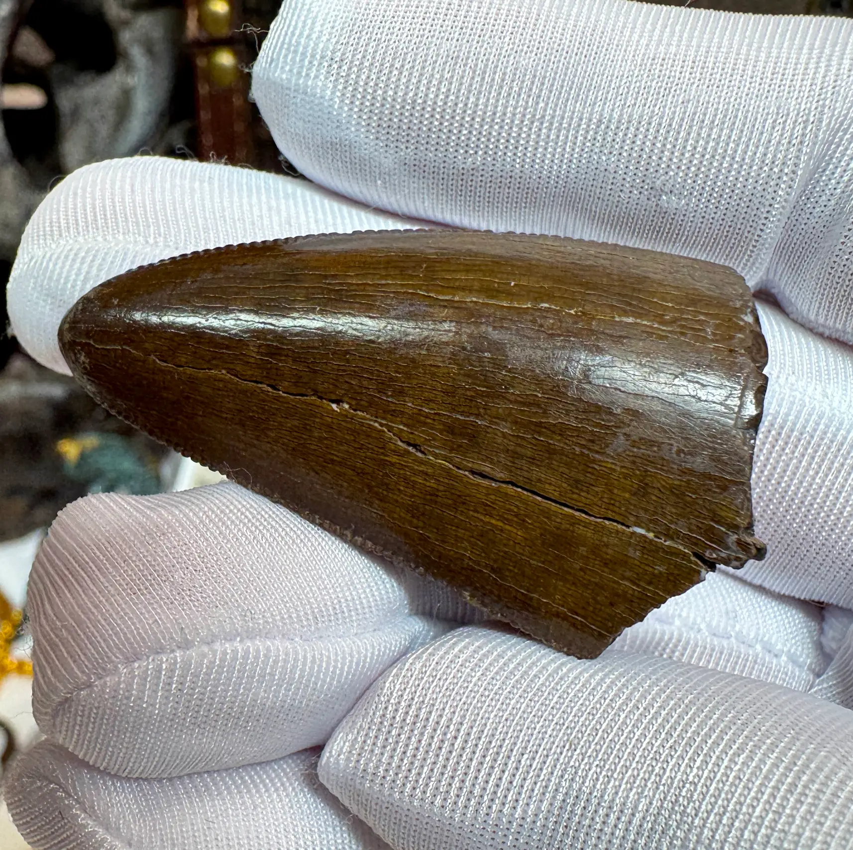 Authentic T-Rex Tooth *Pete Larson* Unrestored!  2