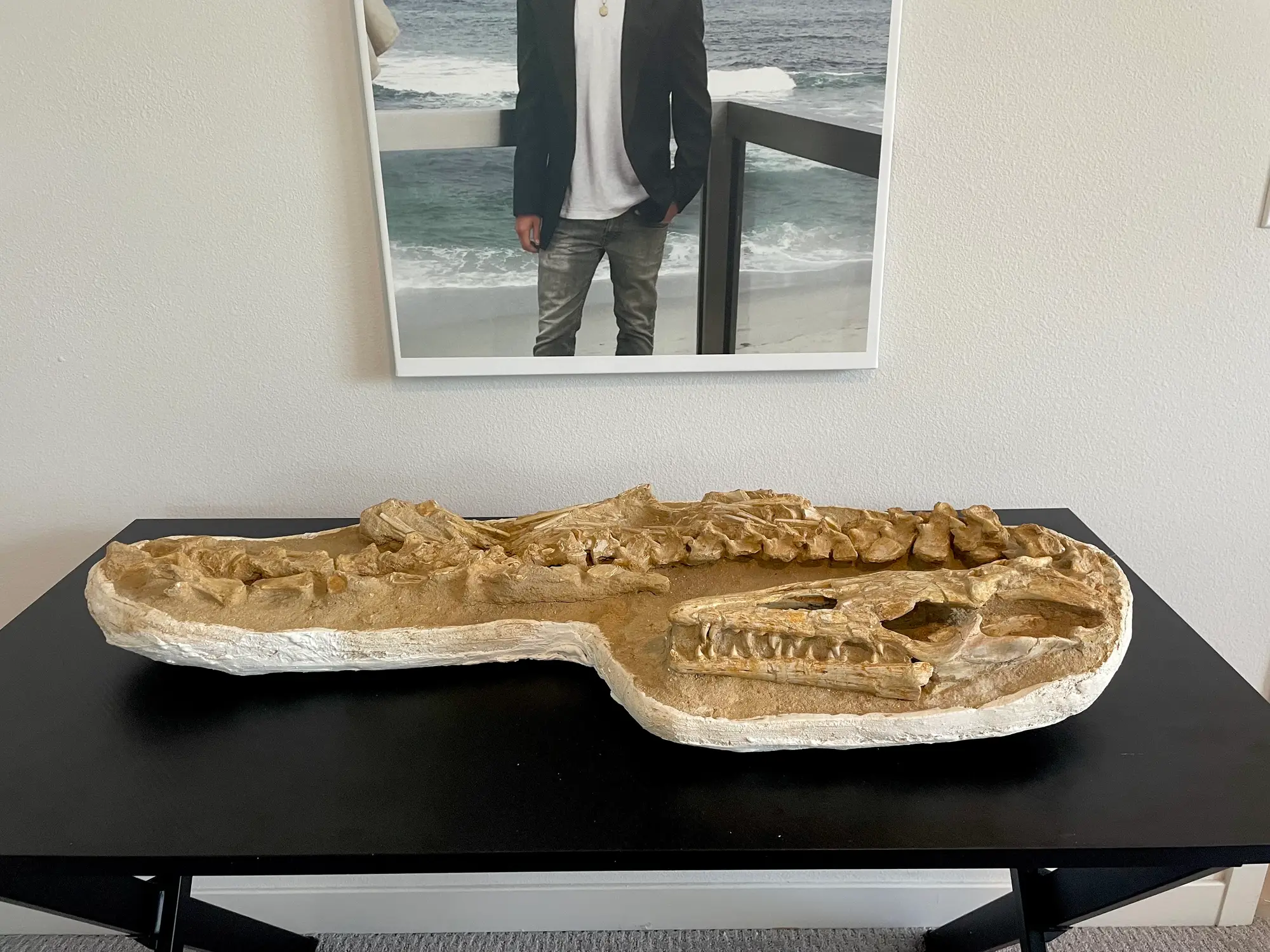 Mosasaur Matrix Dinosaur Fossil Mosasaurus Halisaurus Arambourgi 9