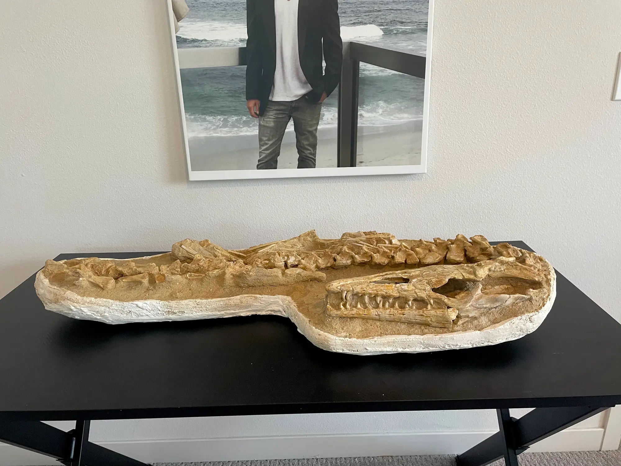 Mosasaur Matrix Dinosaur Fossil Mosasaurus Halisaurus Arambourgi 20