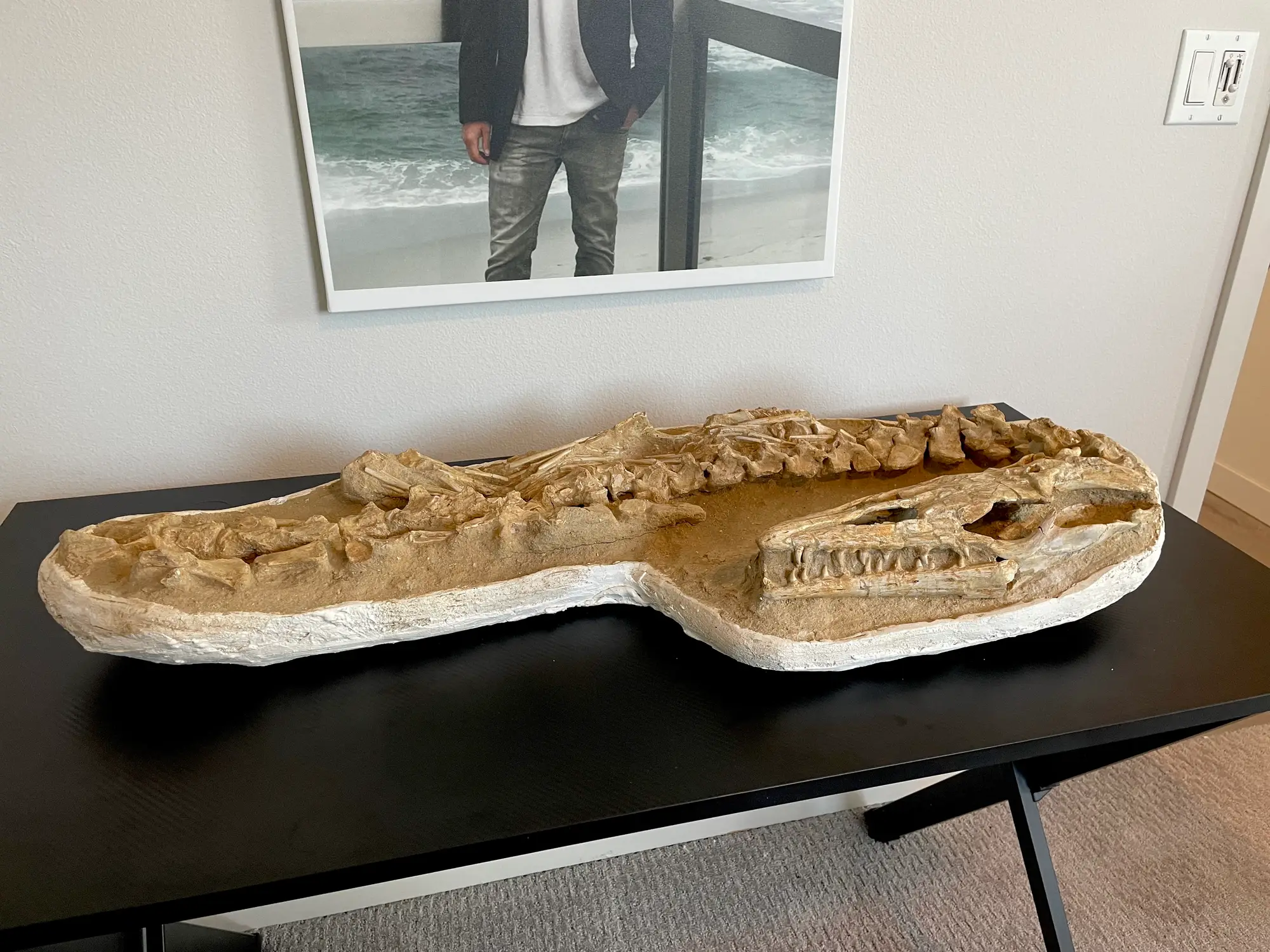 Mosasaur Matrix Dinosaur Fossil Mosasaurus Halisaurus Arambourgi 22