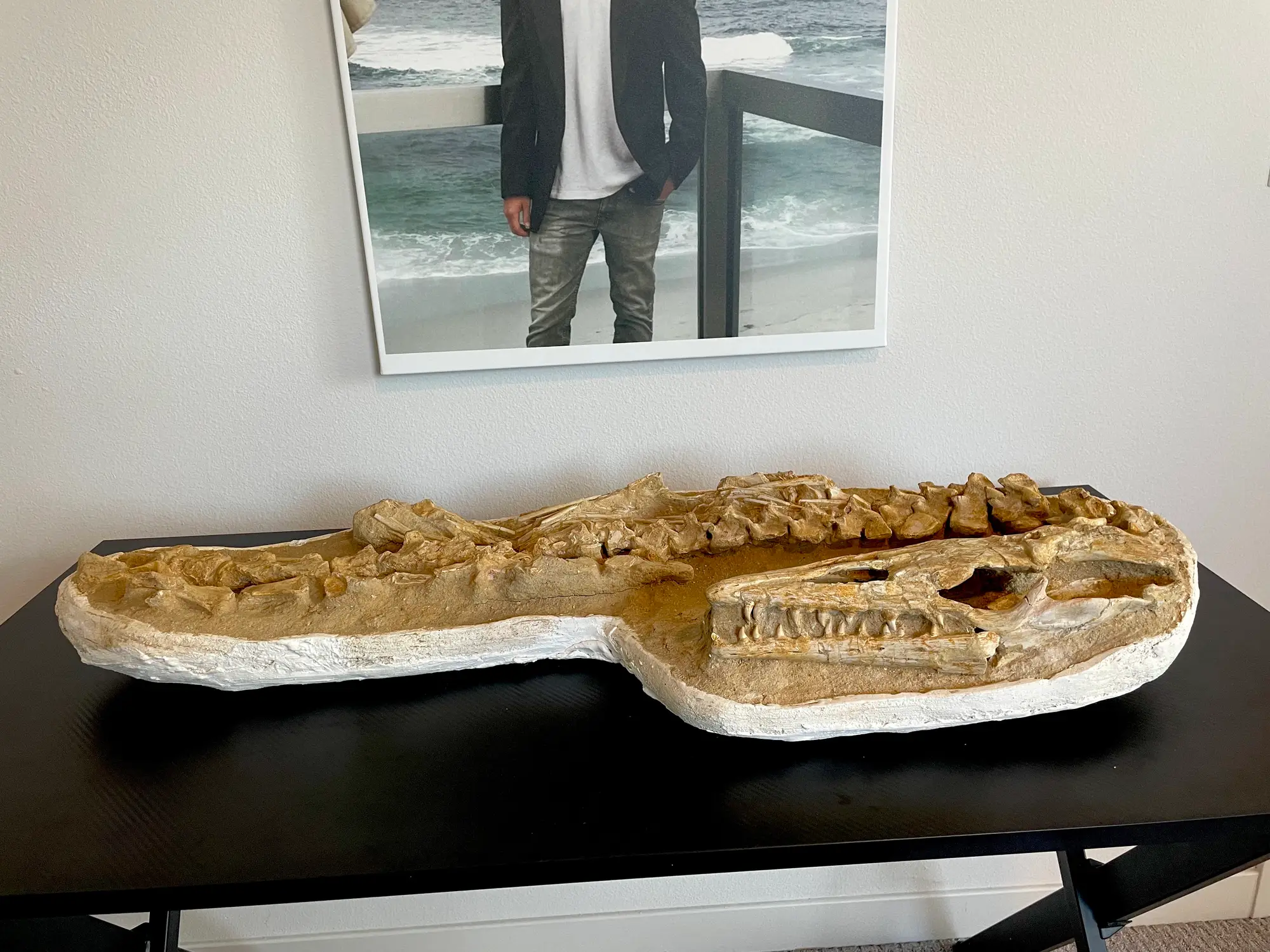 Mosasaur Matrix Dinosaur Fossil Mosasaurus Halisaurus Arambourgi 12