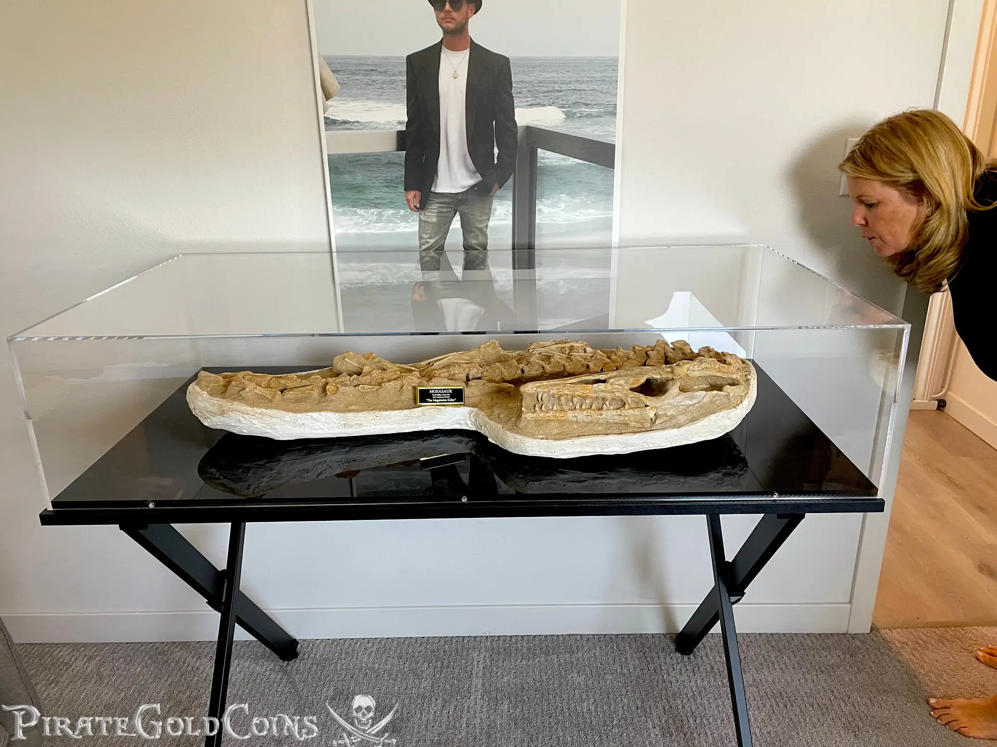 Mosasaur Matrix Dinosaur Fossil Mosasaurus Halisaurus Arambourgi 13