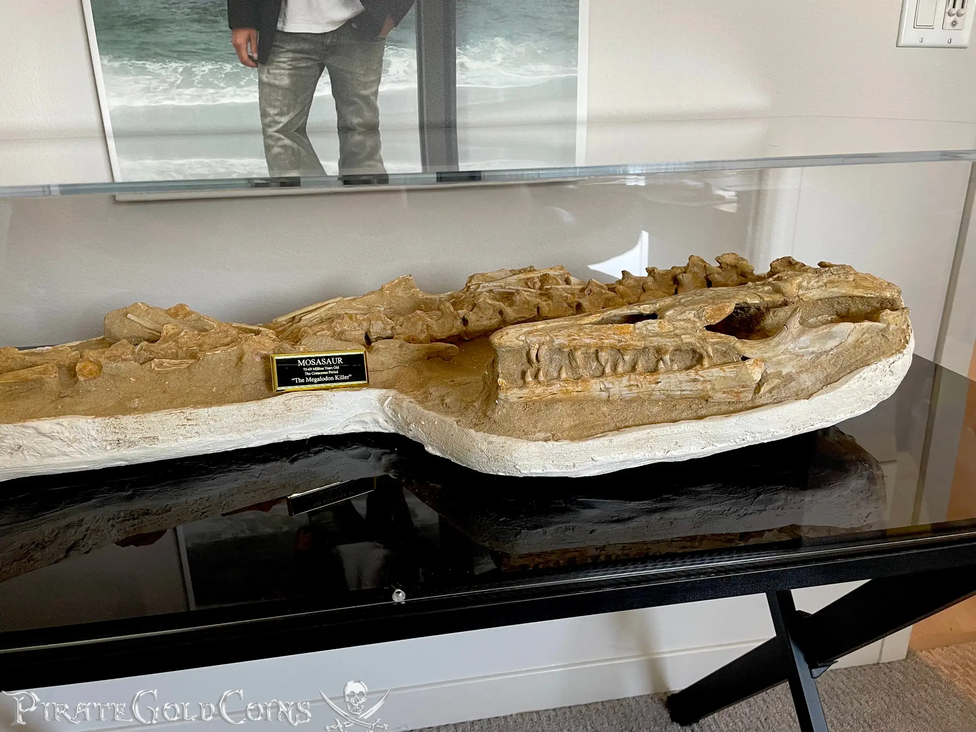 Mosasaur Matrix Dinosaur Fossil Mosasaurus Halisaurus Arambourgi 16