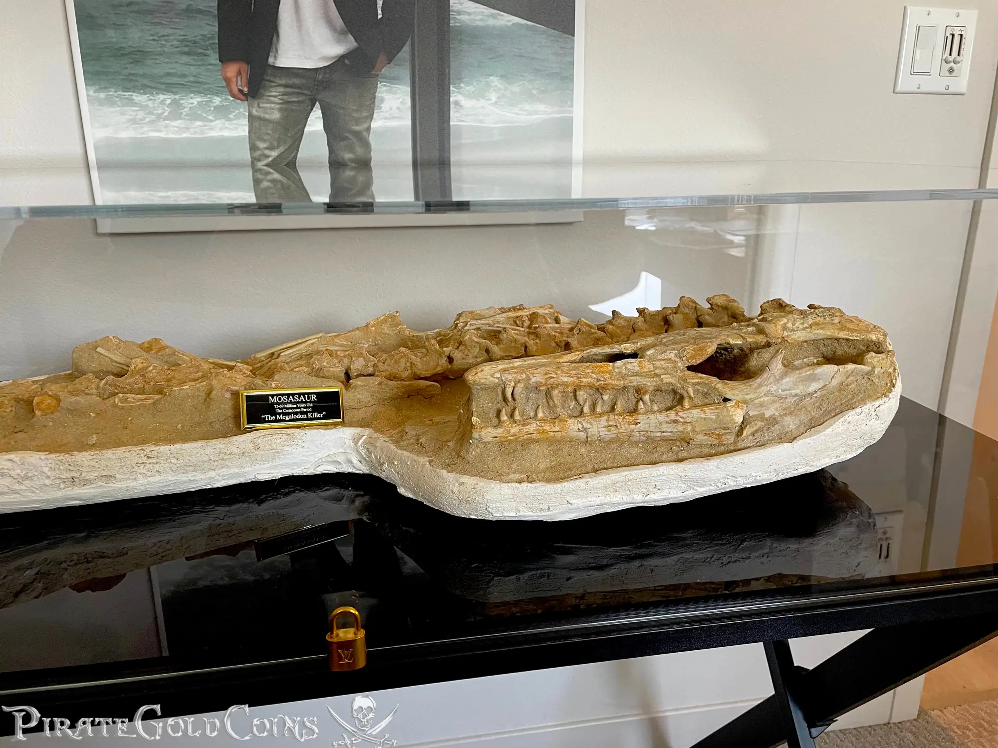 Mosasaur Matrix Dinosaur Fossil Mosasaurus Halisaurus Arambourgi 14