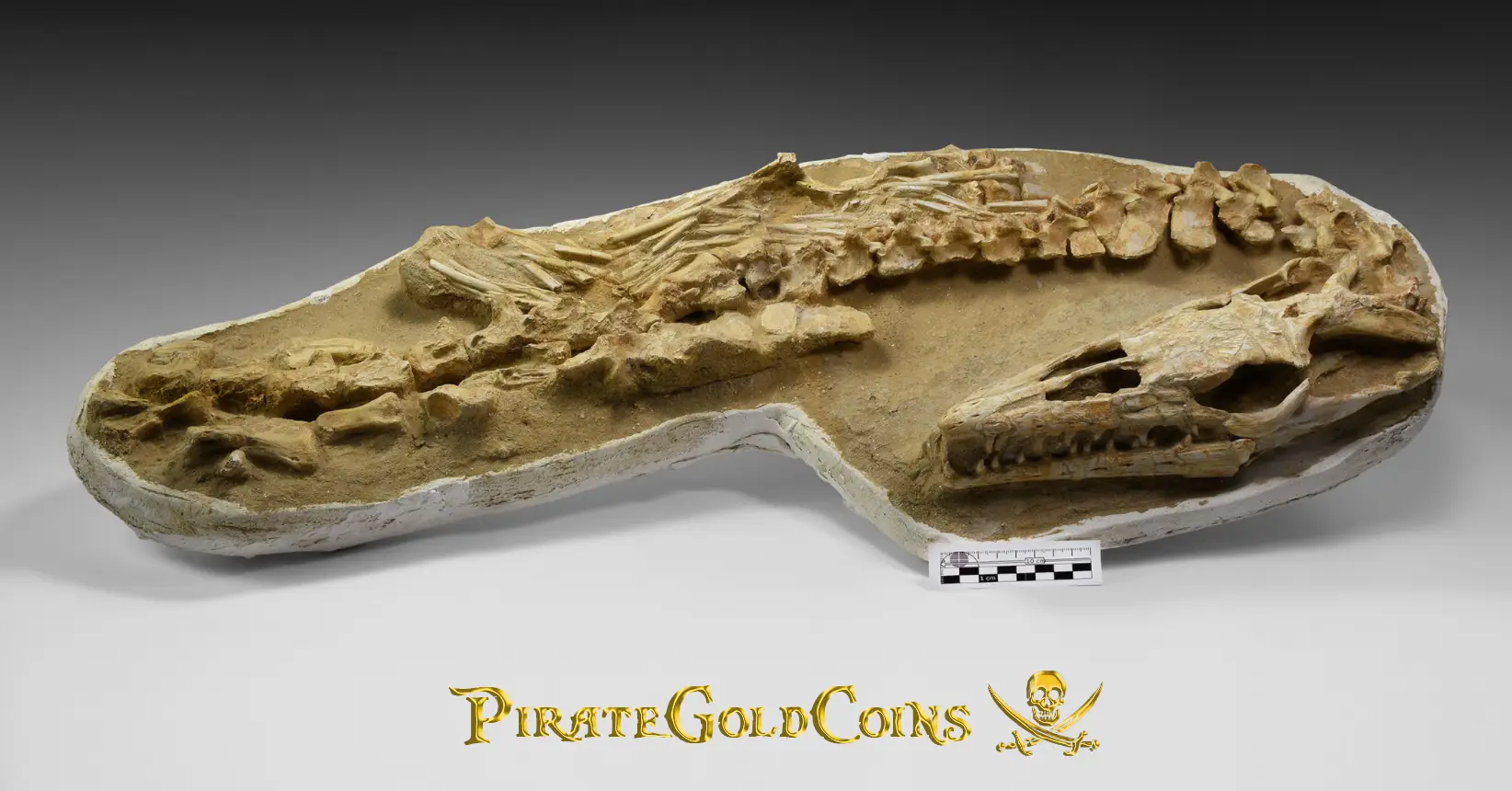 Mosasaur Matrix Dinosaur Fossil Mosasaurus Halisaurus Arambourgi 28