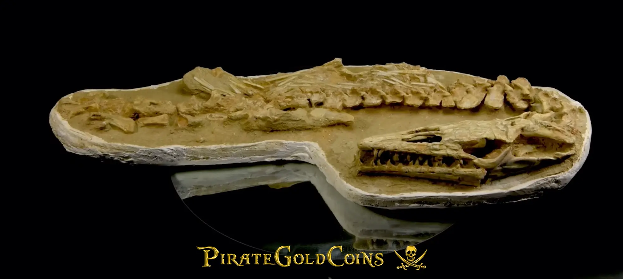 Mosasaur Matrix Dinosaur Fossil Mosasaurus Halisaurus Arambourgi 29