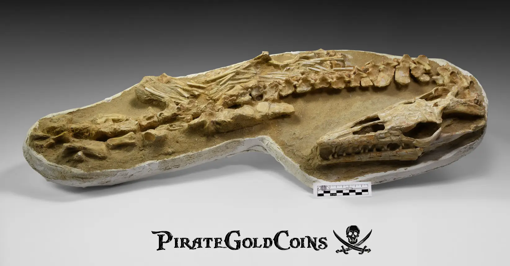 Mosasaur Matrix Dinosaur Fossil Mosasaurus Halisaurus Arambourgi 30