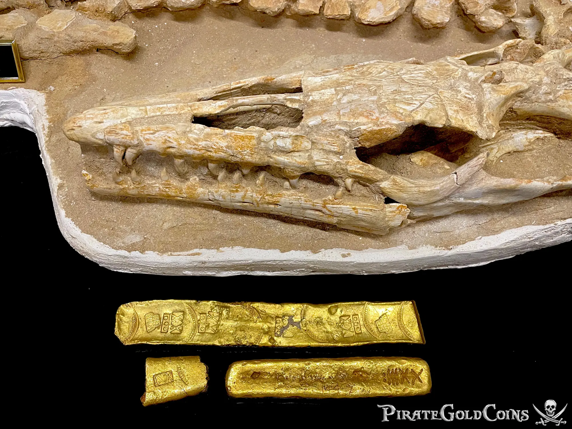 Mosasaur Matrix Dinosaur Fossil Mosasaurus Halisaurus Arambourgi 33