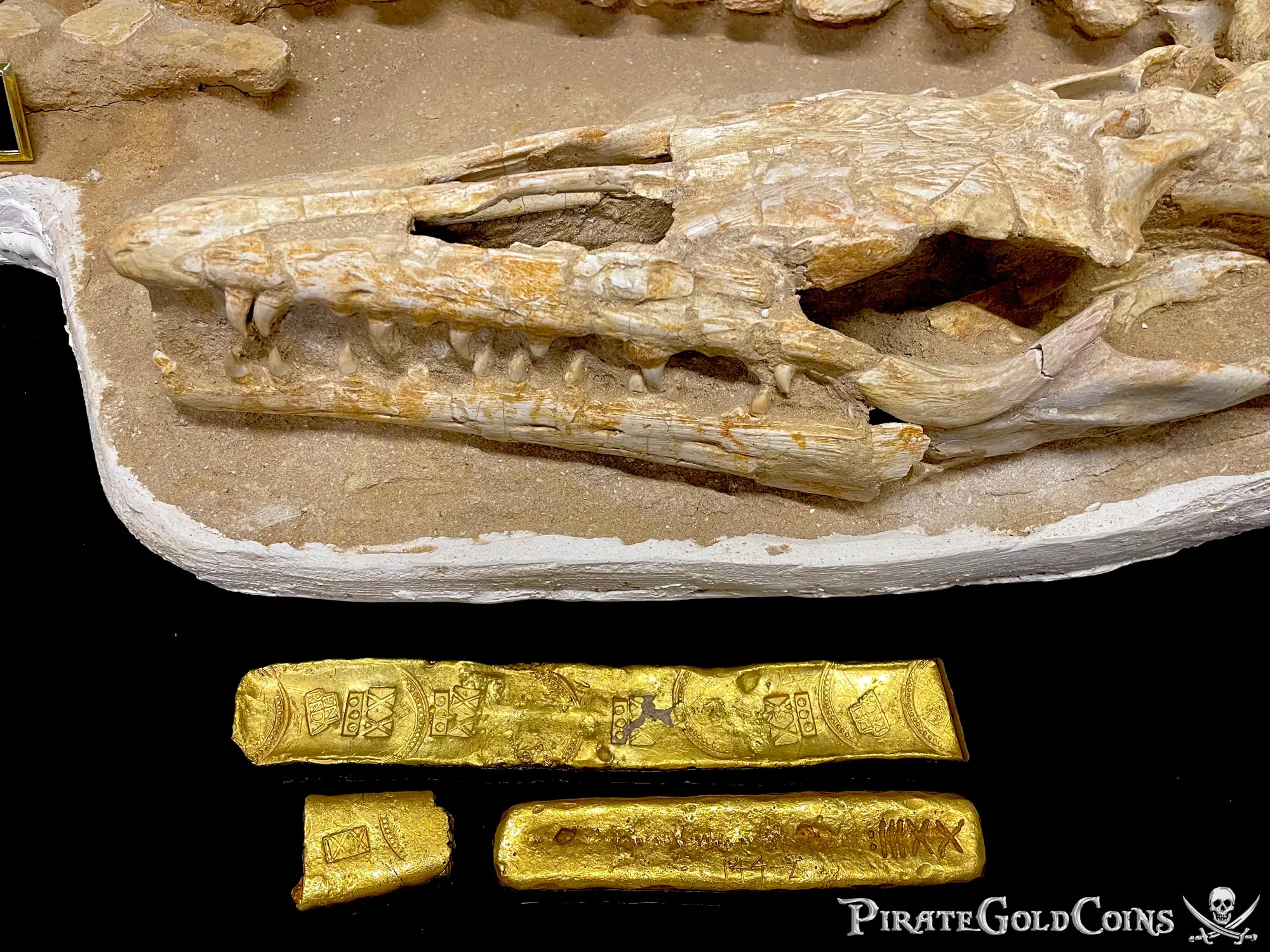 Mosasaur Matrix Dinosaur Fossil Mosasaurus Halisaurus Arambourgi 34