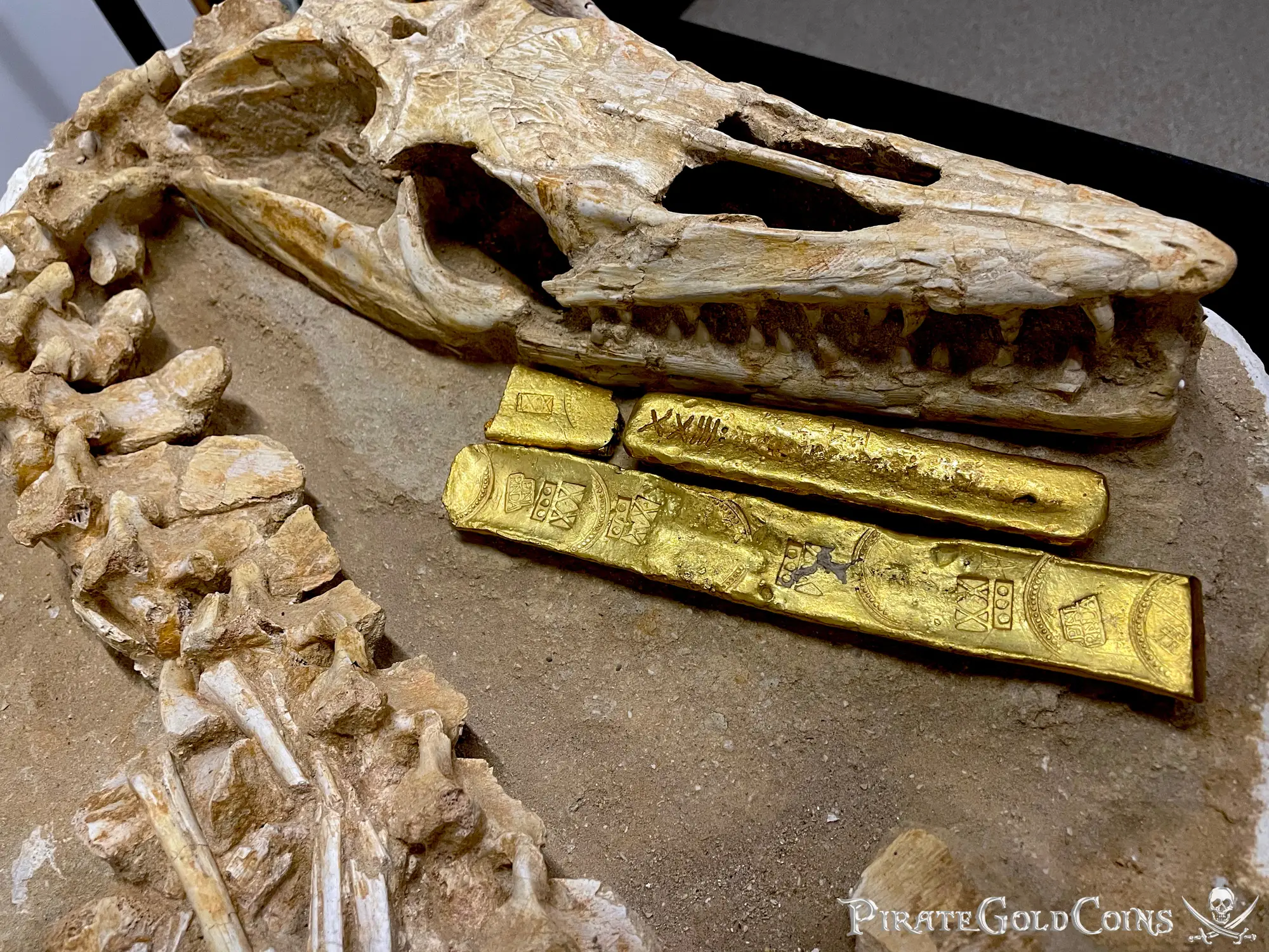 Mosasaur Matrix Dinosaur Fossil Mosasaurus Halisaurus Arambourgi 6