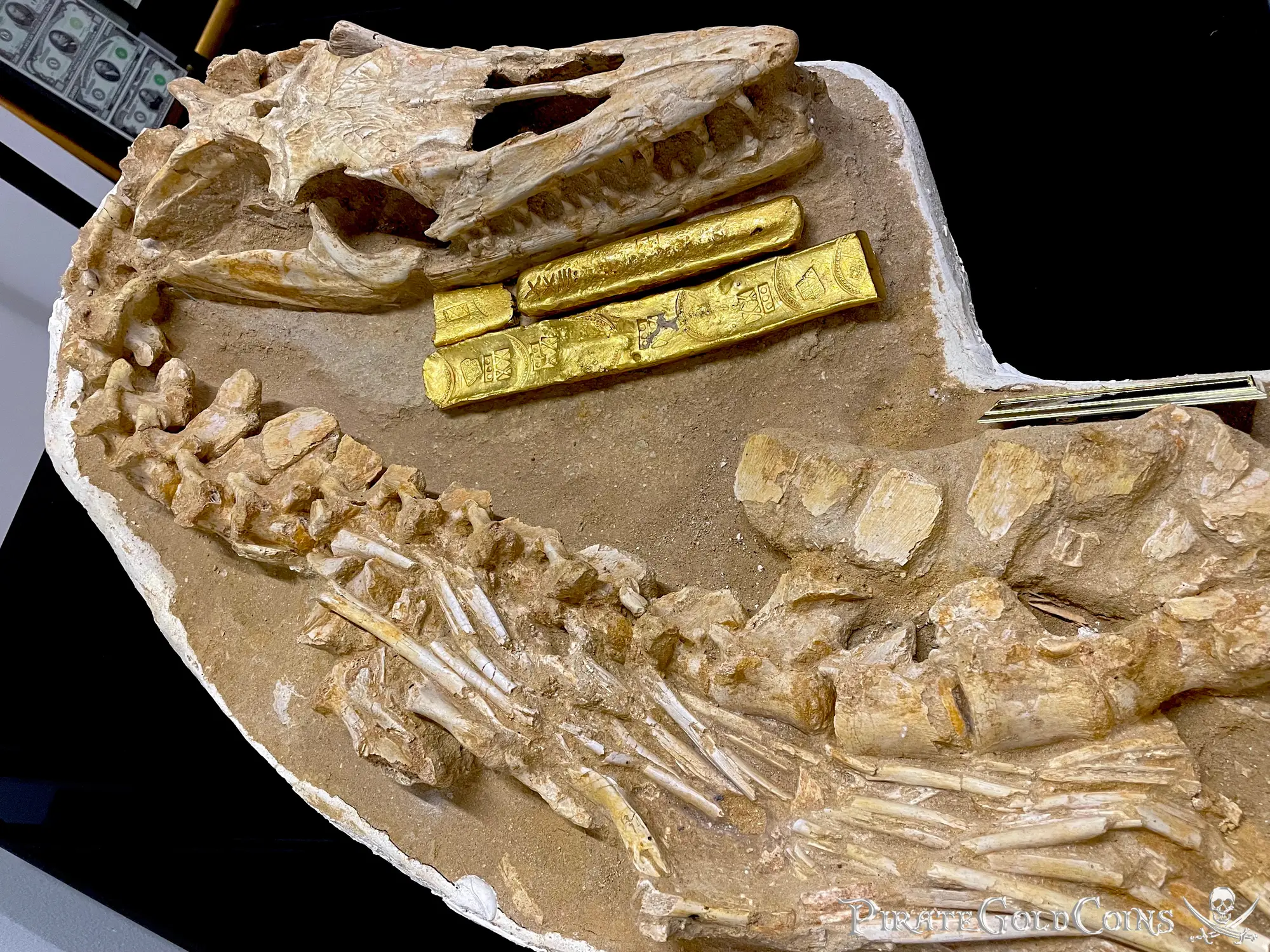 Mosasaur Matrix Dinosaur Fossil Mosasaurus Halisaurus Arambourgi 3