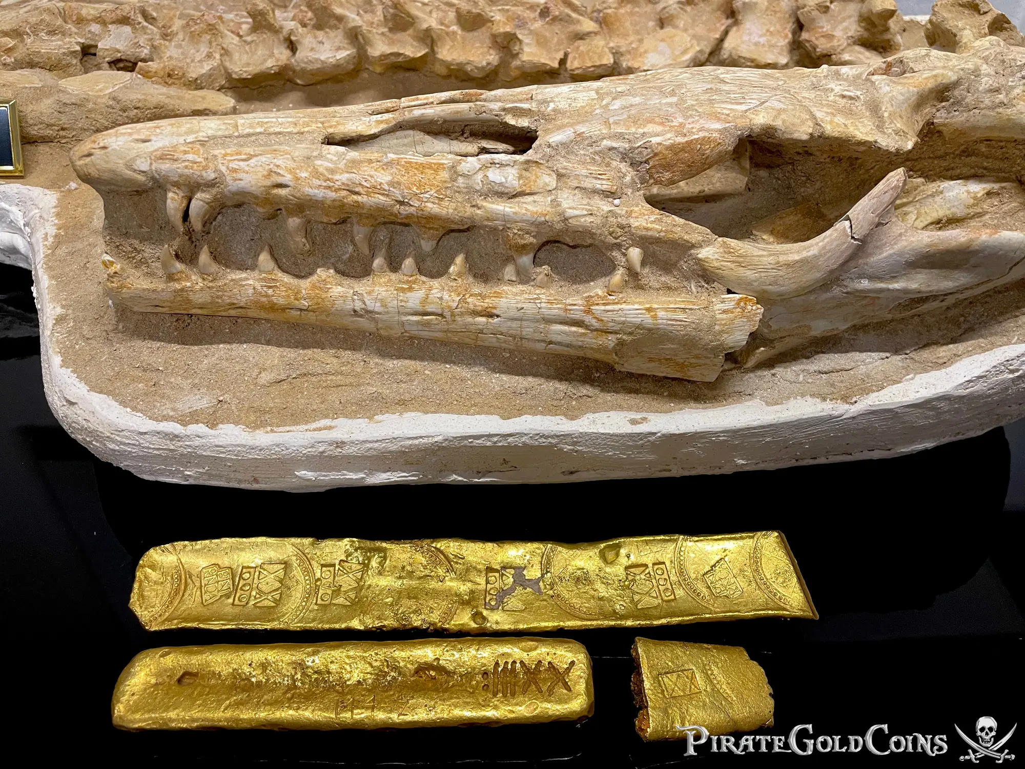 Mosasaur Matrix Dinosaur Fossil Mosasaurus Halisaurus Arambourgi 35