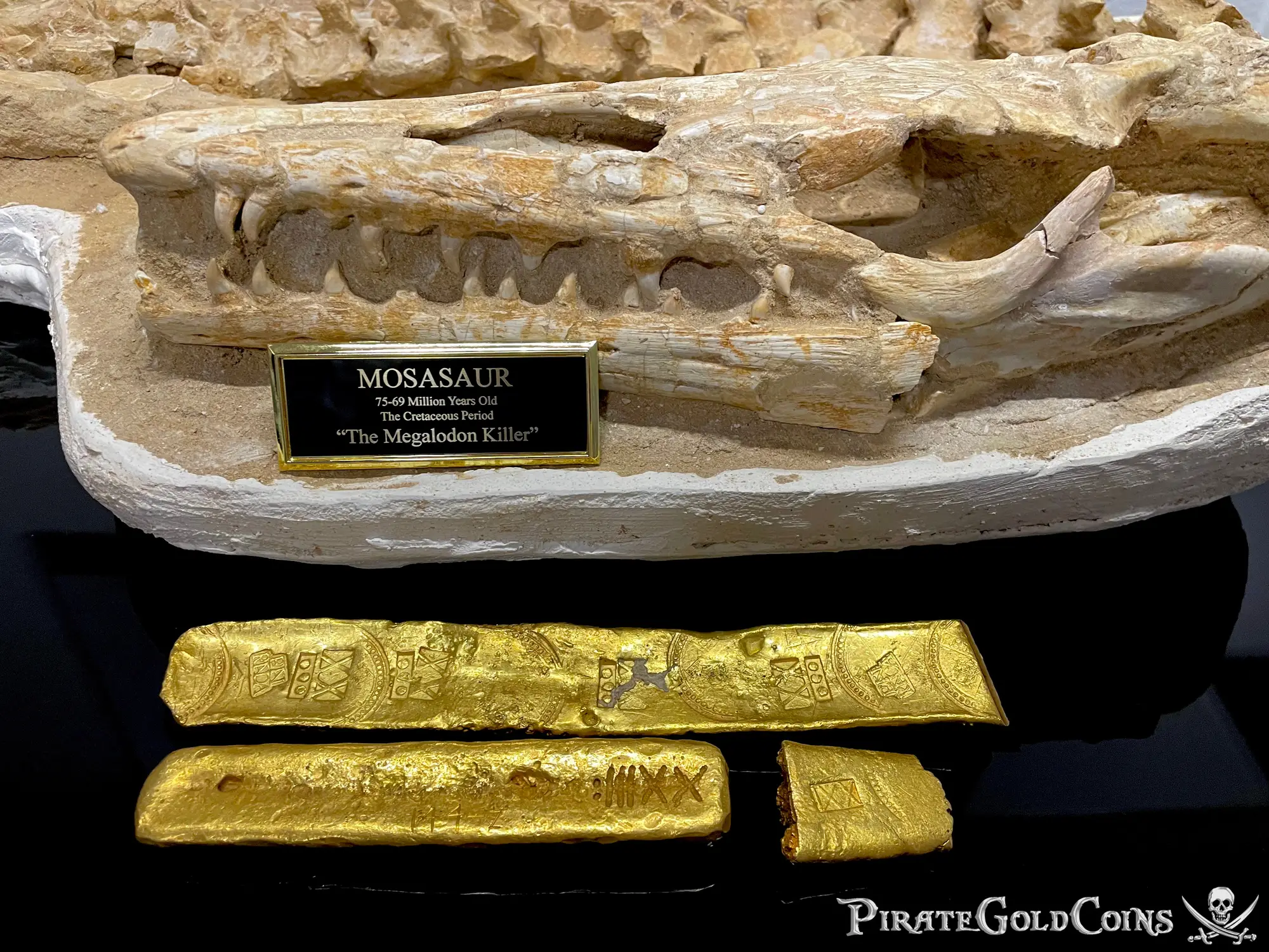 Mosasaur Matrix Dinosaur Fossil Mosasaurus Halisaurus Arambourgi 36