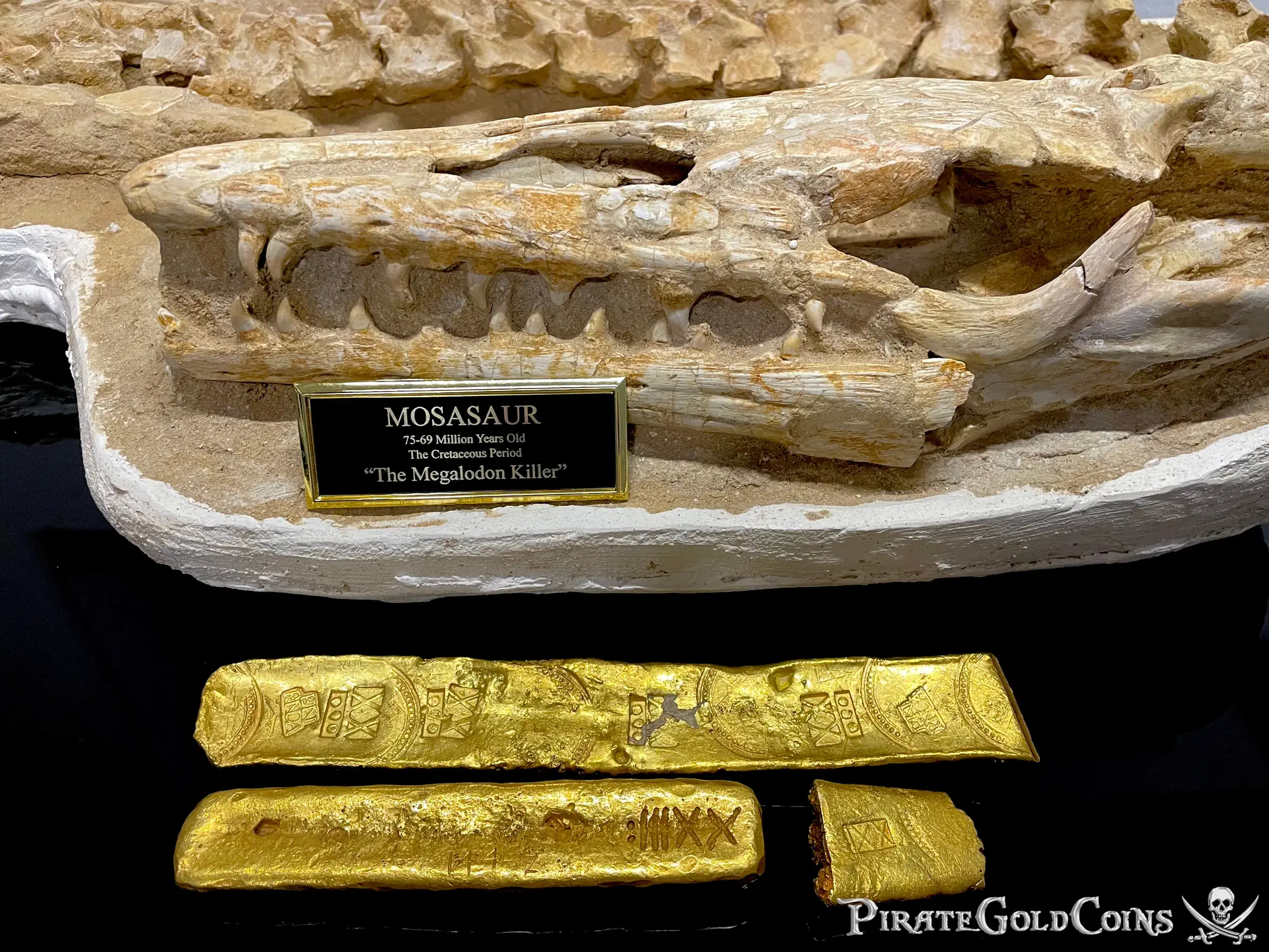 Mosasaur Matrix Dinosaur Fossil Mosasaurus Halisaurus Arambourgi 7