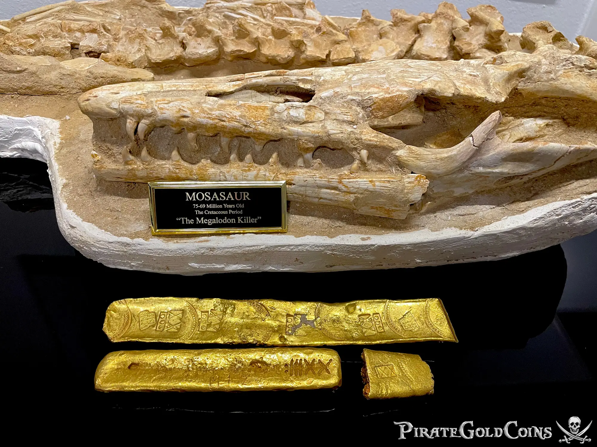 Mosasaur Matrix Dinosaur Fossil Mosasaurus Halisaurus Arambourgi 37