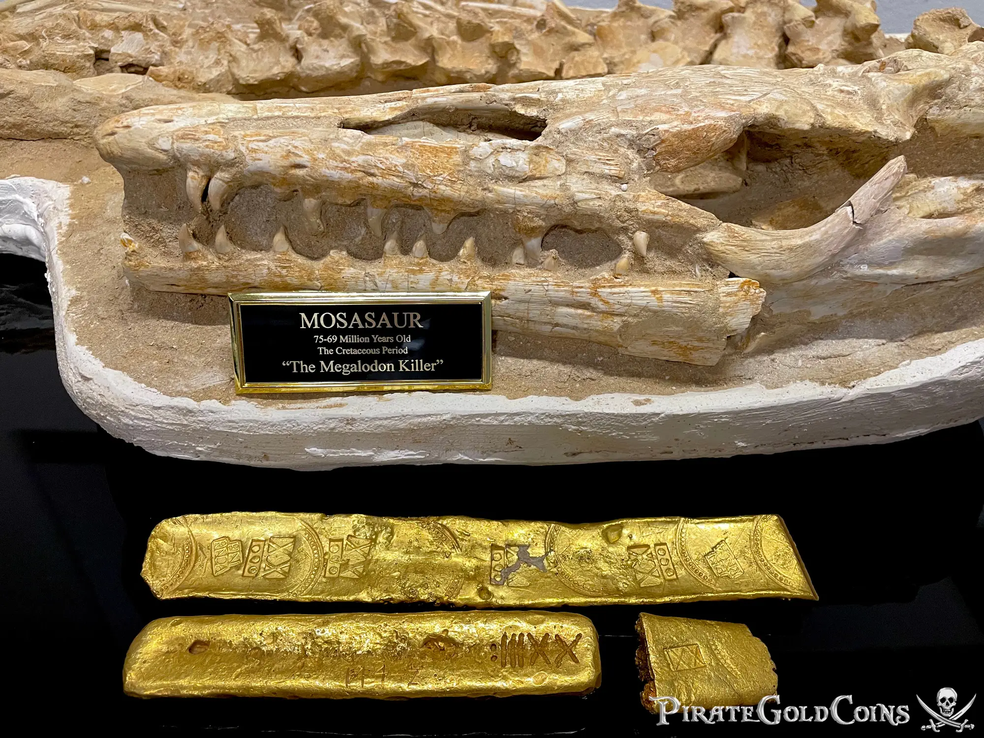 Mosasaur Matrix Dinosaur Fossil Mosasaurus Halisaurus Arambourgi 38