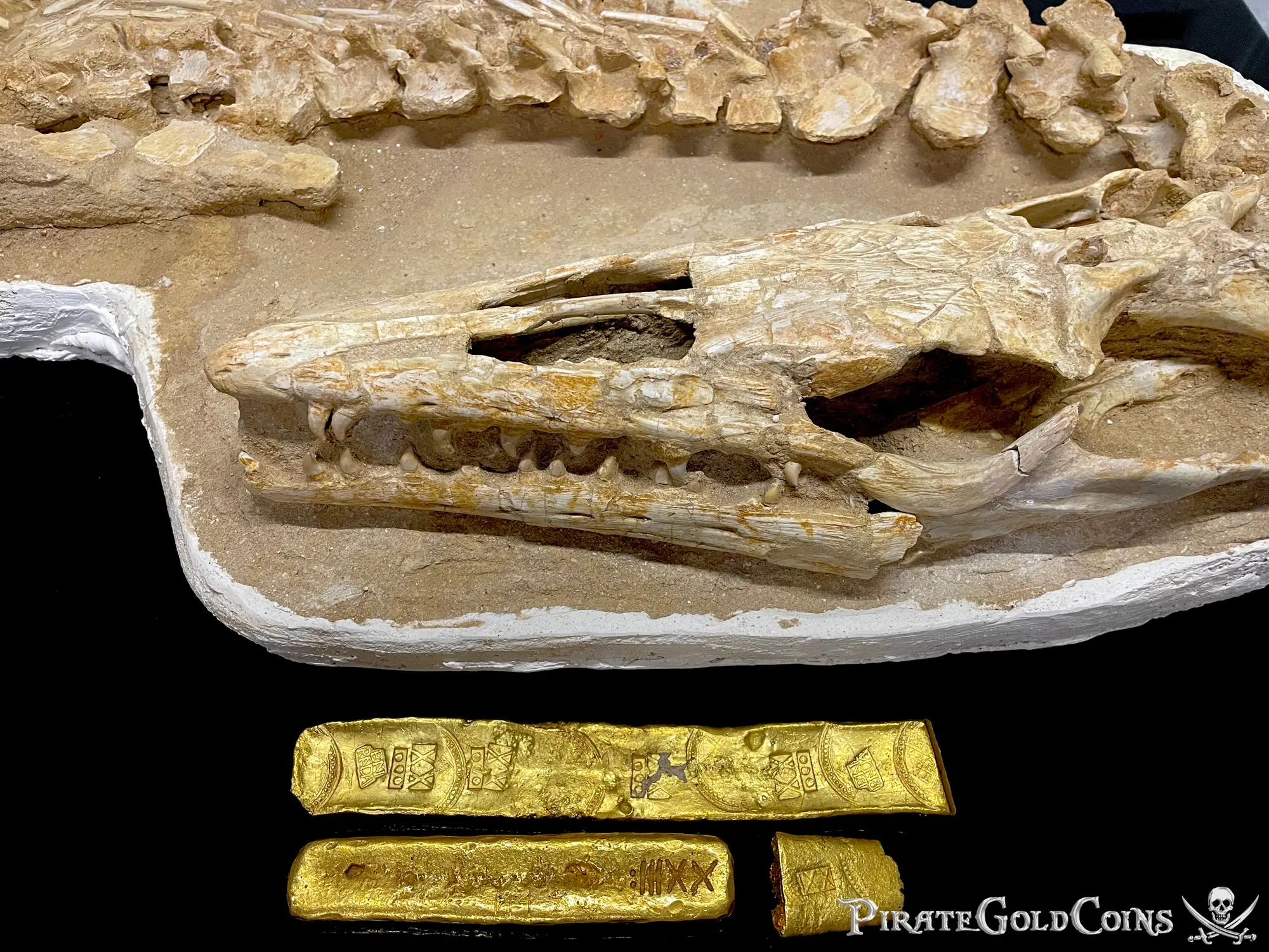 Mosasaur Matrix Dinosaur Fossil Mosasaurus Halisaurus Arambourgi 31