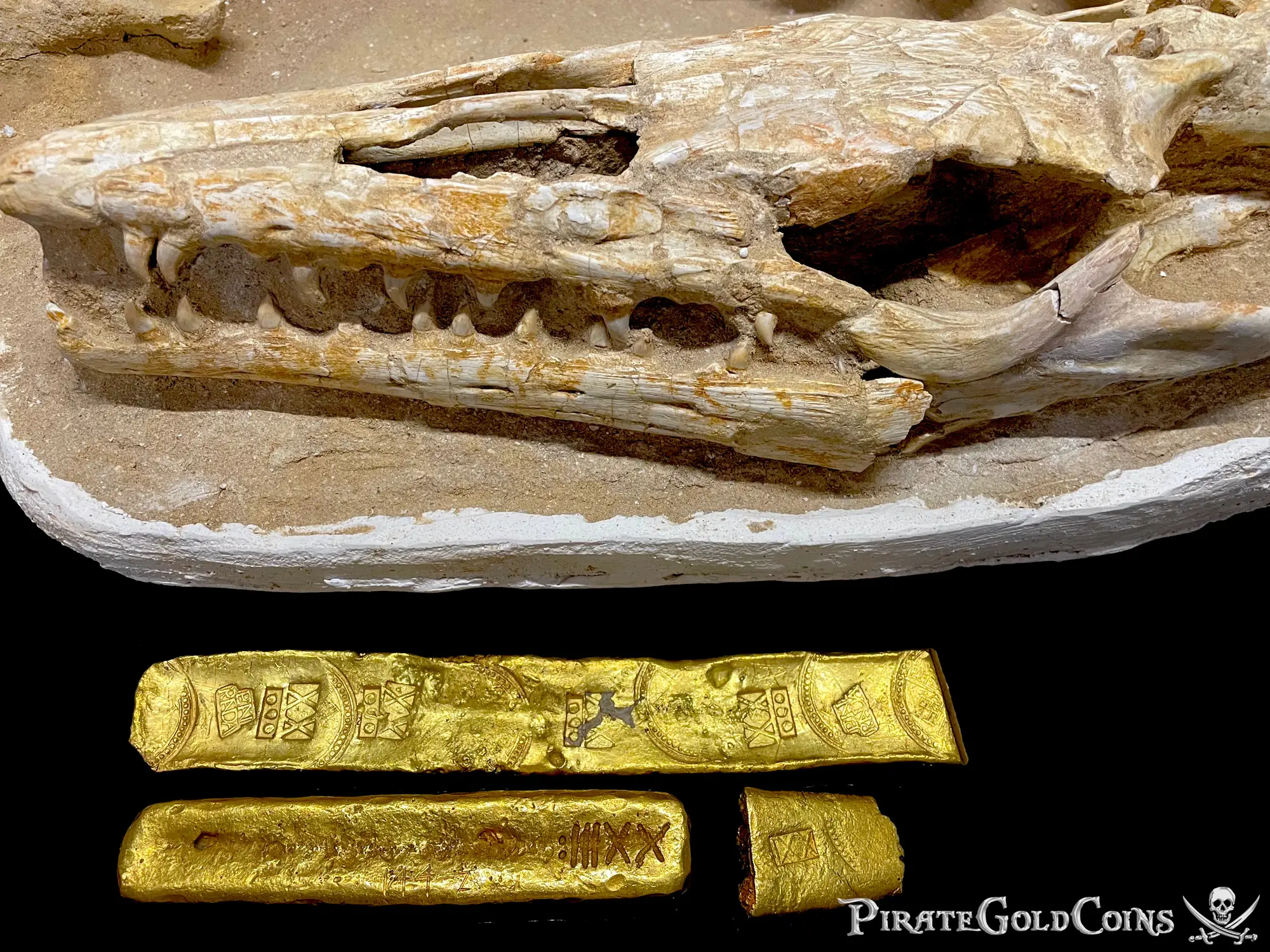 Mosasaur Matrix Dinosaur Fossil Mosasaurus Halisaurus Arambourgi 2