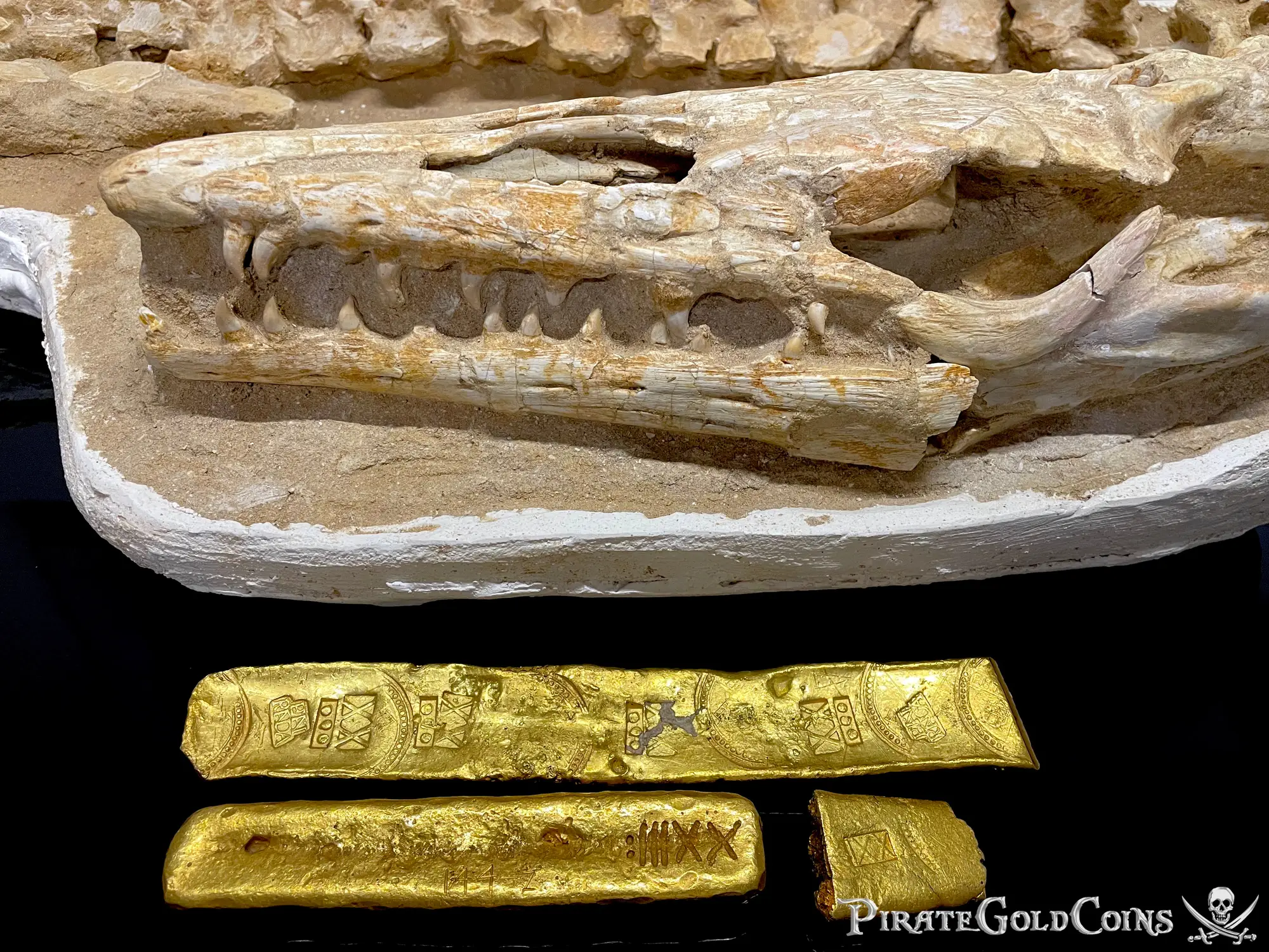 Mosasaur Matrix Dinosaur Fossil Mosasaurus Halisaurus Arambourgi 4